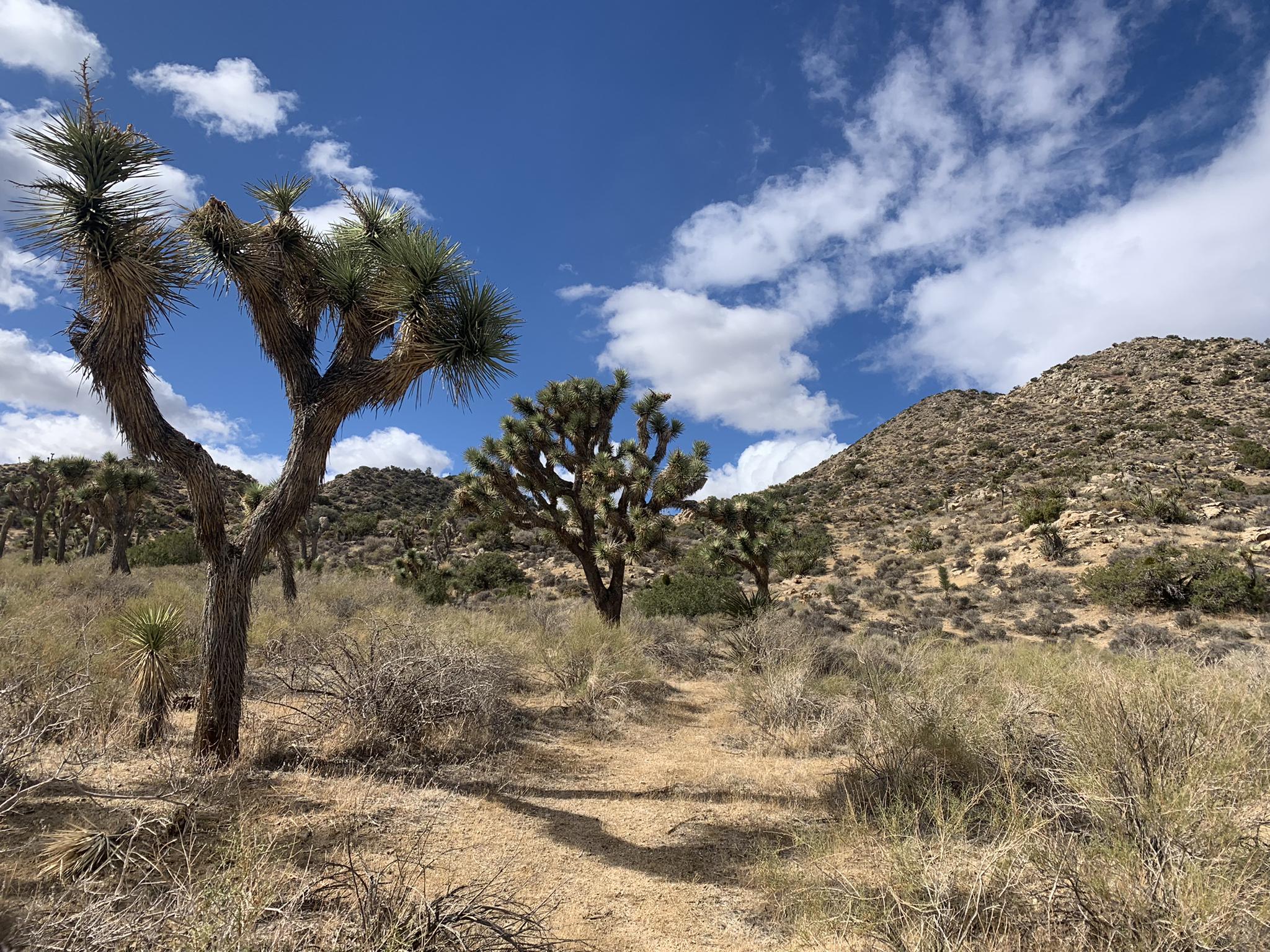 Sunny desert trail winding past Joshua trees and rocky hills under a cloudy sky.