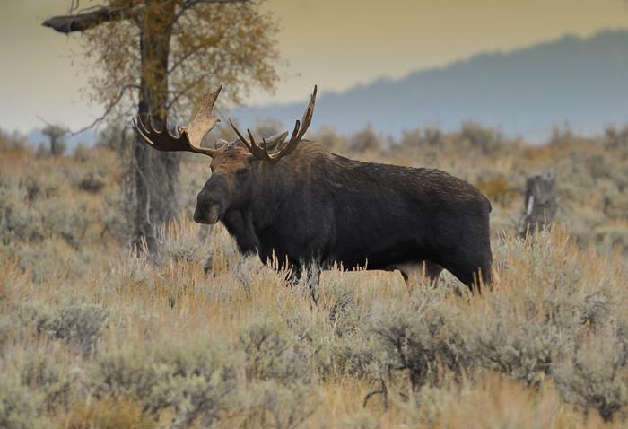 A large moose with antlers stands in a sunlit field of dry grass and brush.