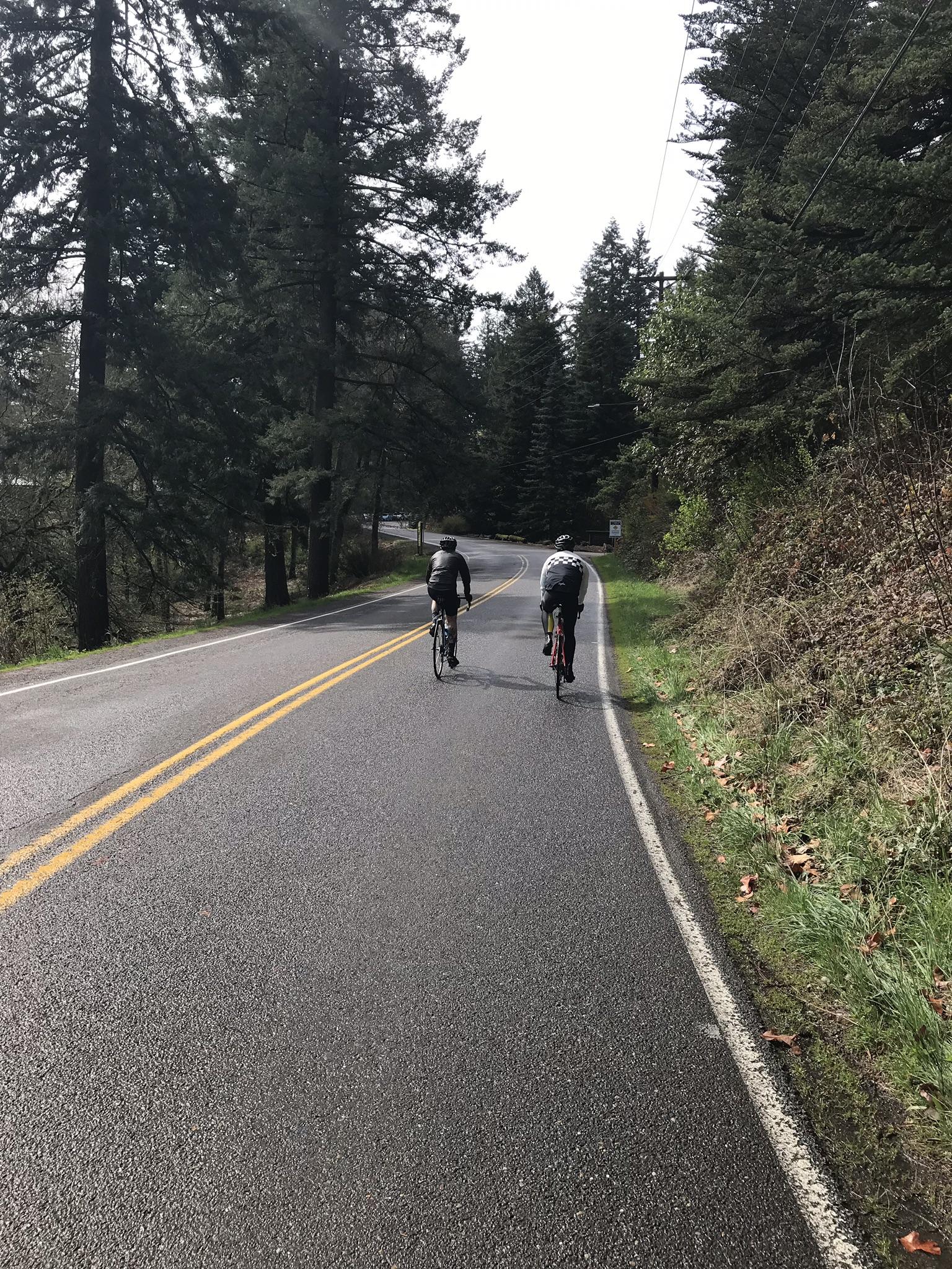 Two cyclists ride away on a paved road lined with tall pine trees.