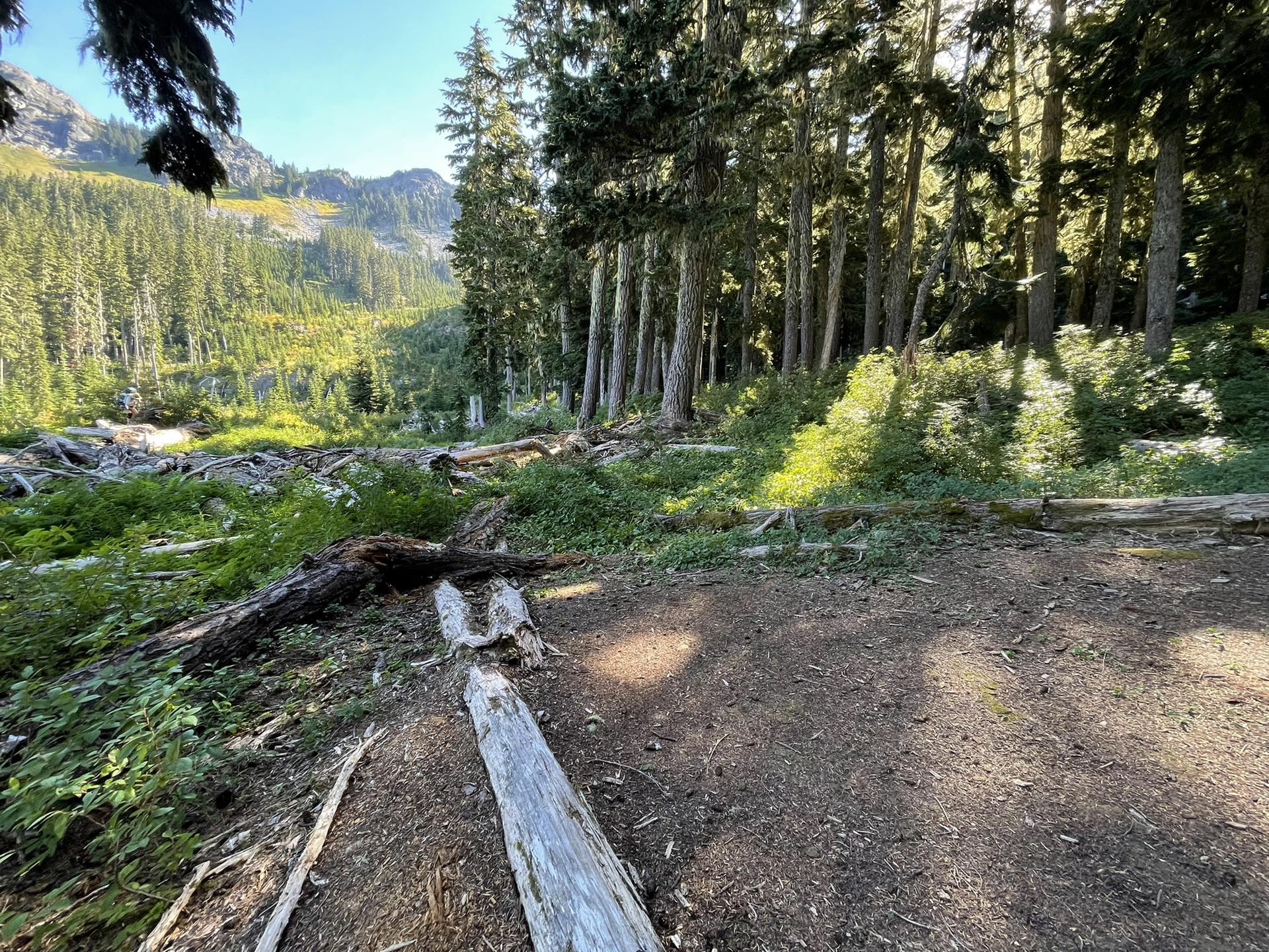 A dirt path through a sun-dappled forest clearing with fallen logs and trees.