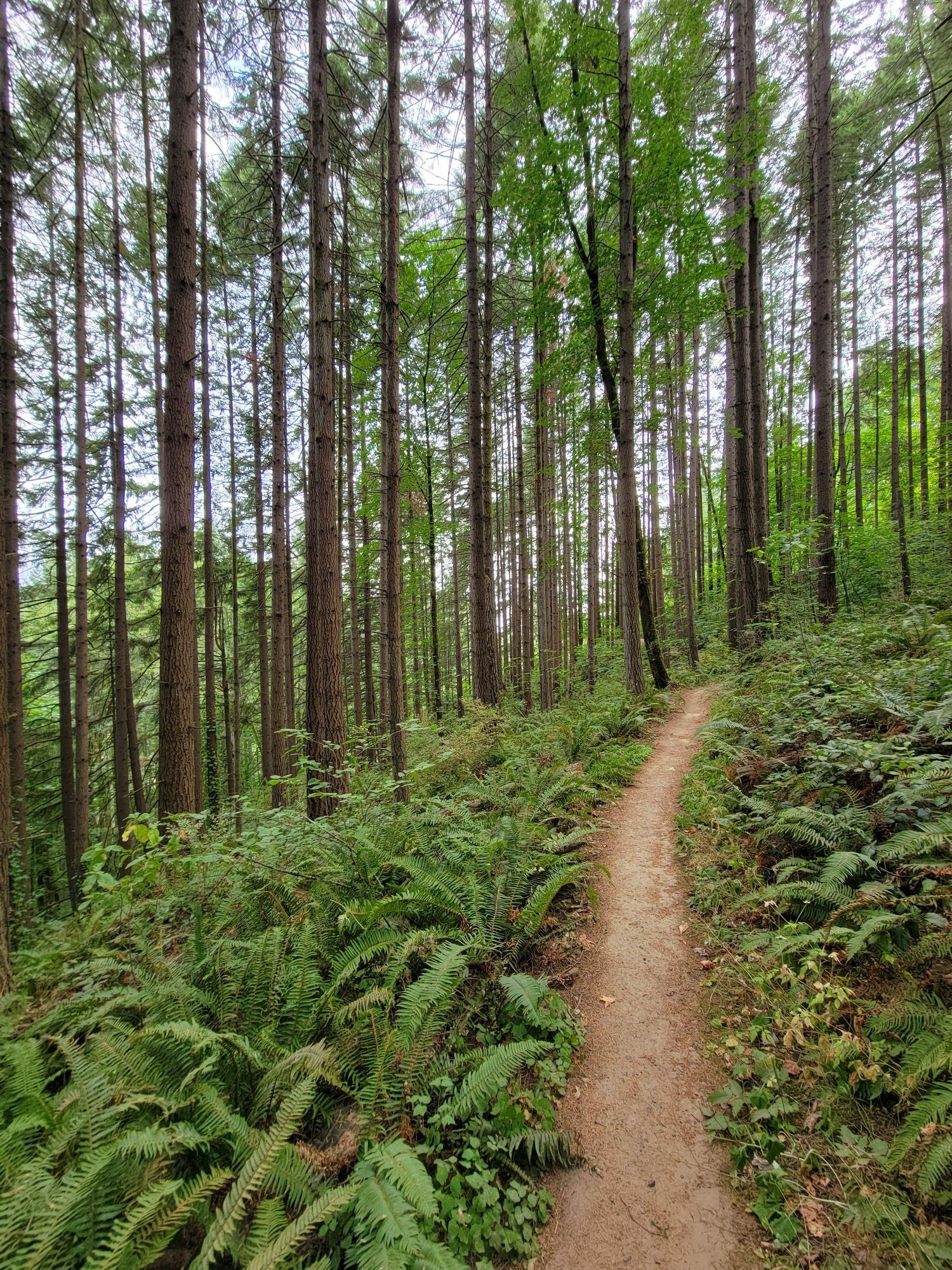 A narrow dirt path winding through a dense forest of tall trees and ferns.