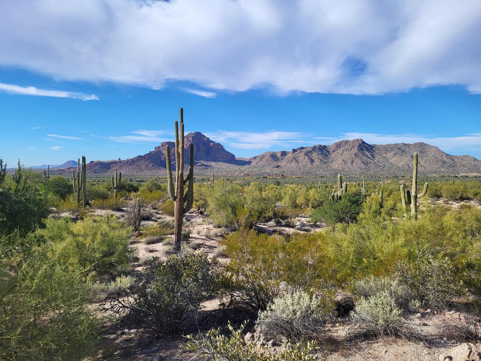 Sunny desert landscape with saguaro cacti, scrub brush, and distant mountains under blue sky.