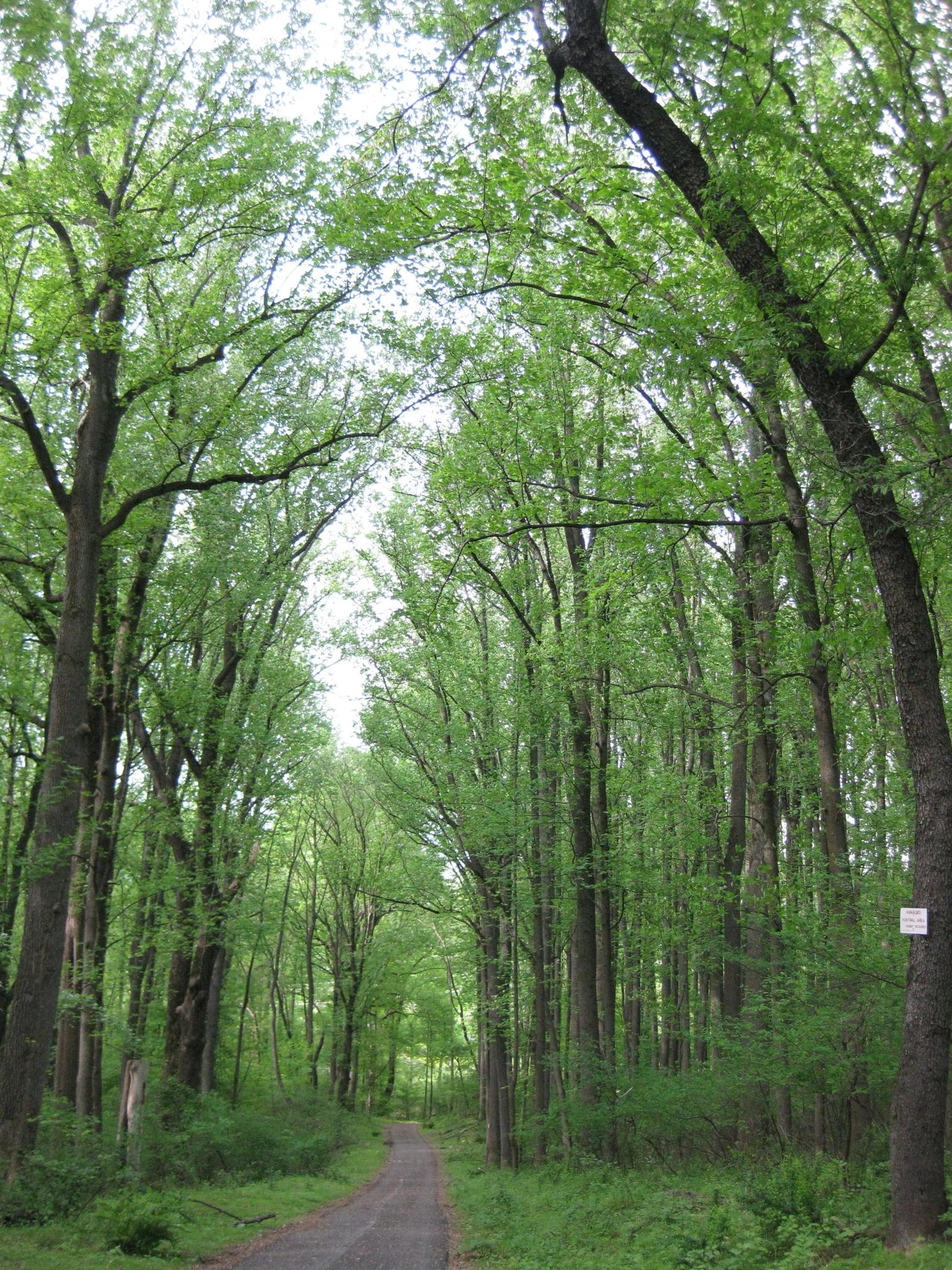 Tall trees with lush green leaves line a winding path in a bright forest.