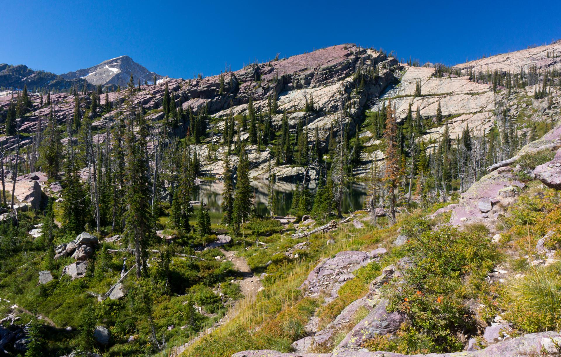 Sunny mountain slope with scattered pine trees, rocky terrain, and distant peak.