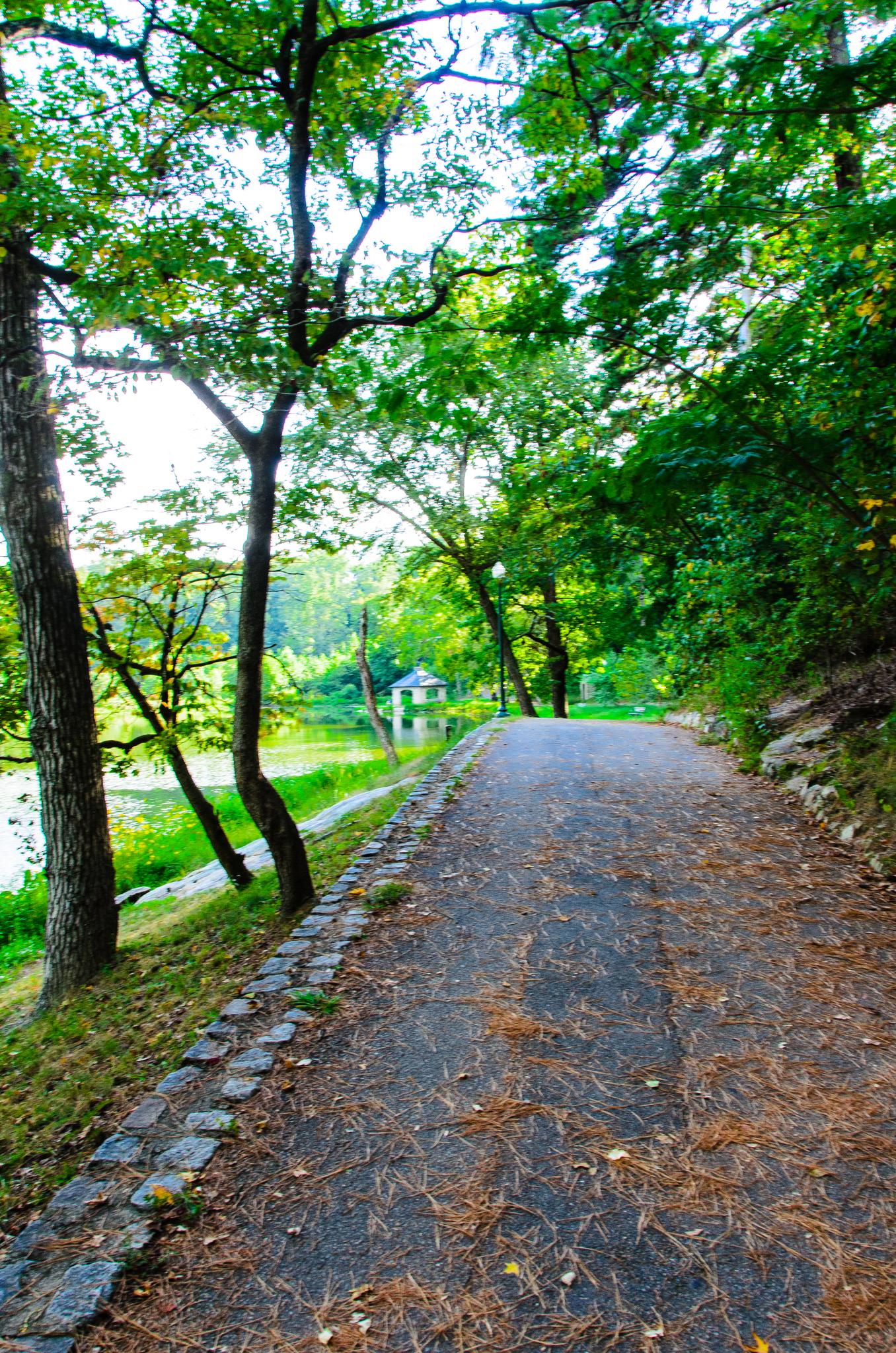 A paved path winding through a sunlit forest next to a calm body of water.