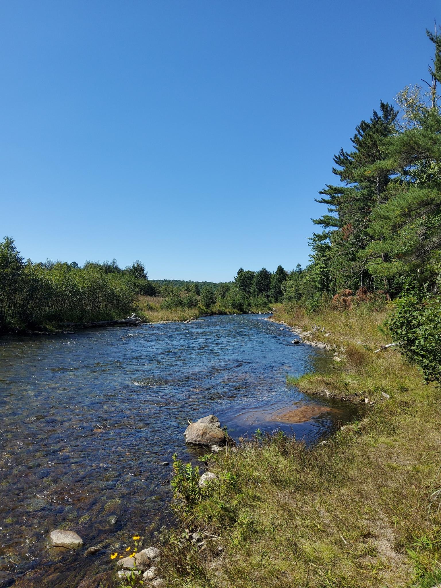 A clear river flows through a lush green forest under a bright blue sky.