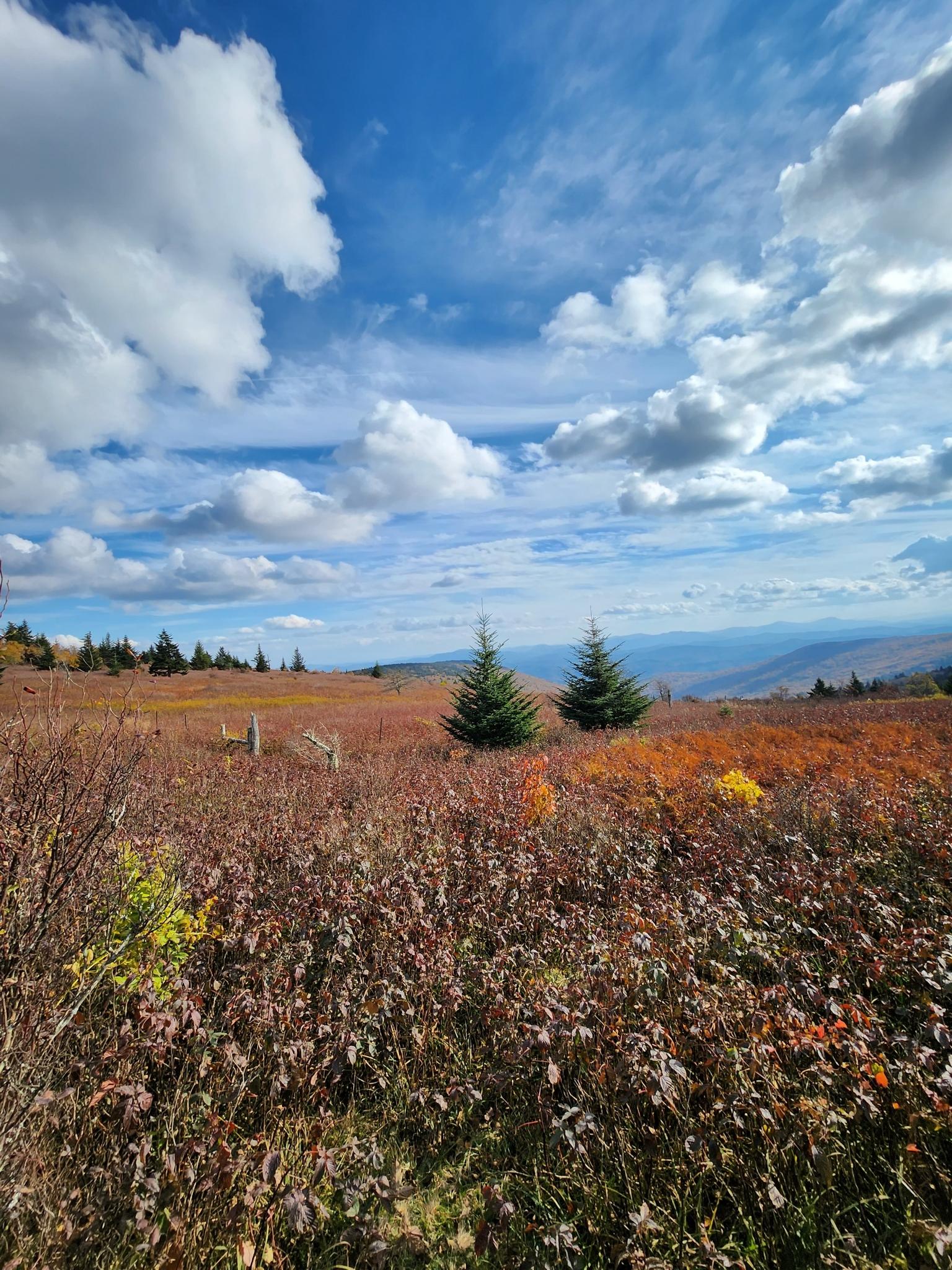 Vast autumn field with two small evergreens under a bright, cloudy sky.