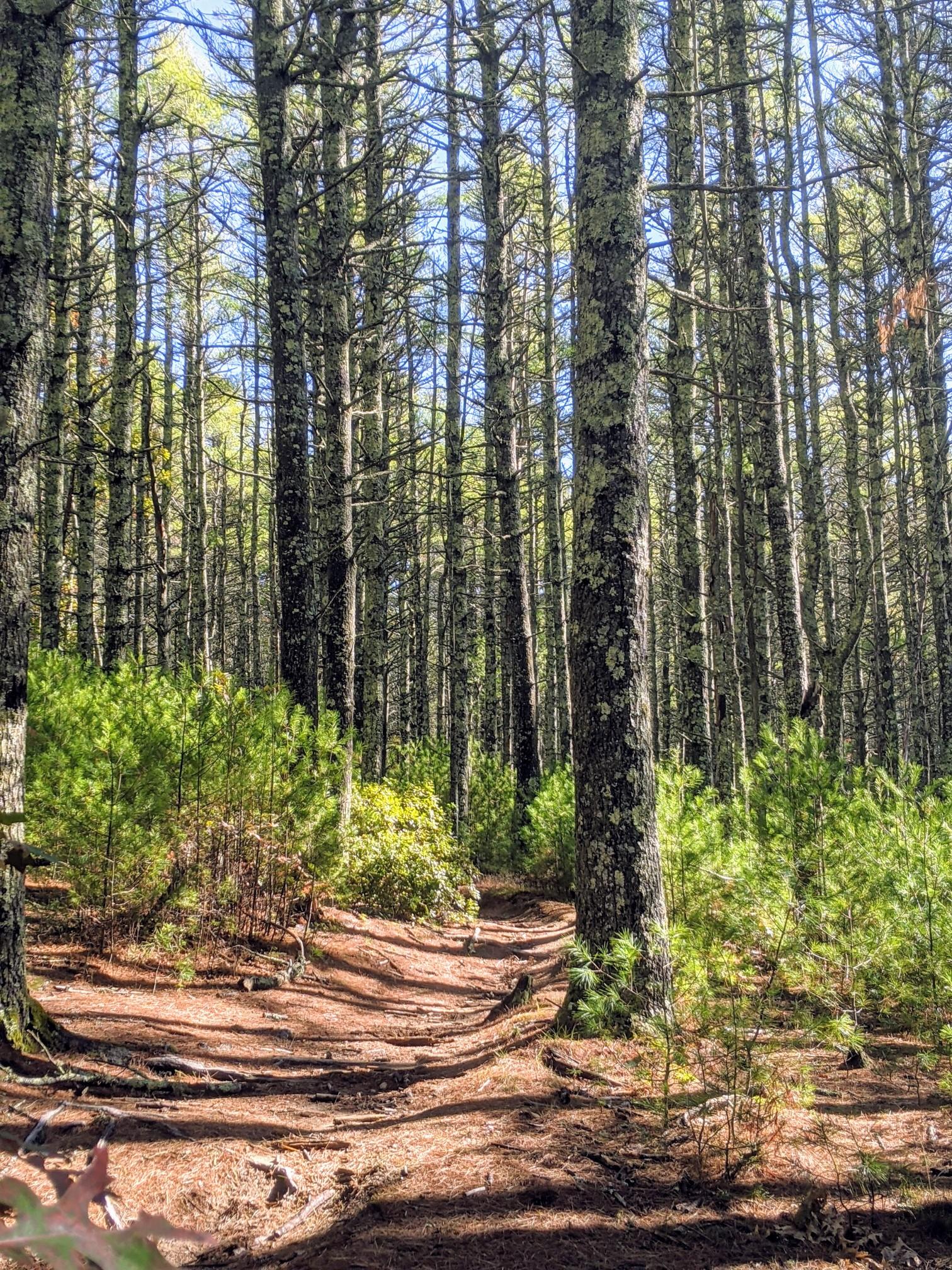 A sunlit forest path winds through tall trees and green undergrowth.