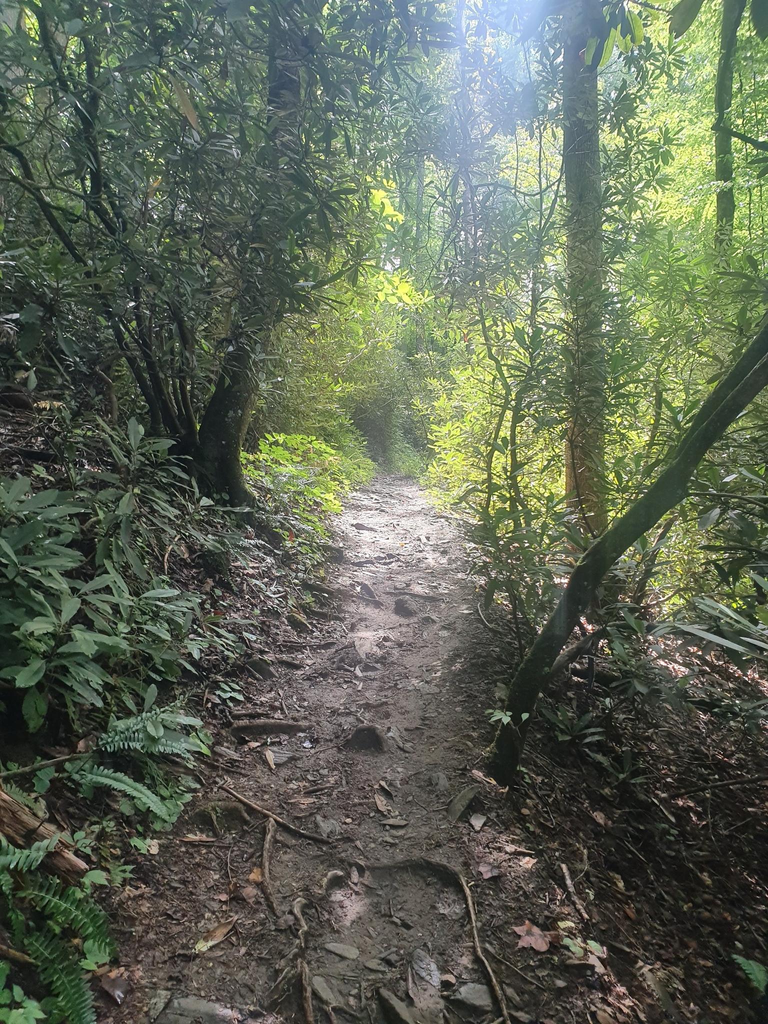Sunlit dirt trail winding through a dense, lush green forest.