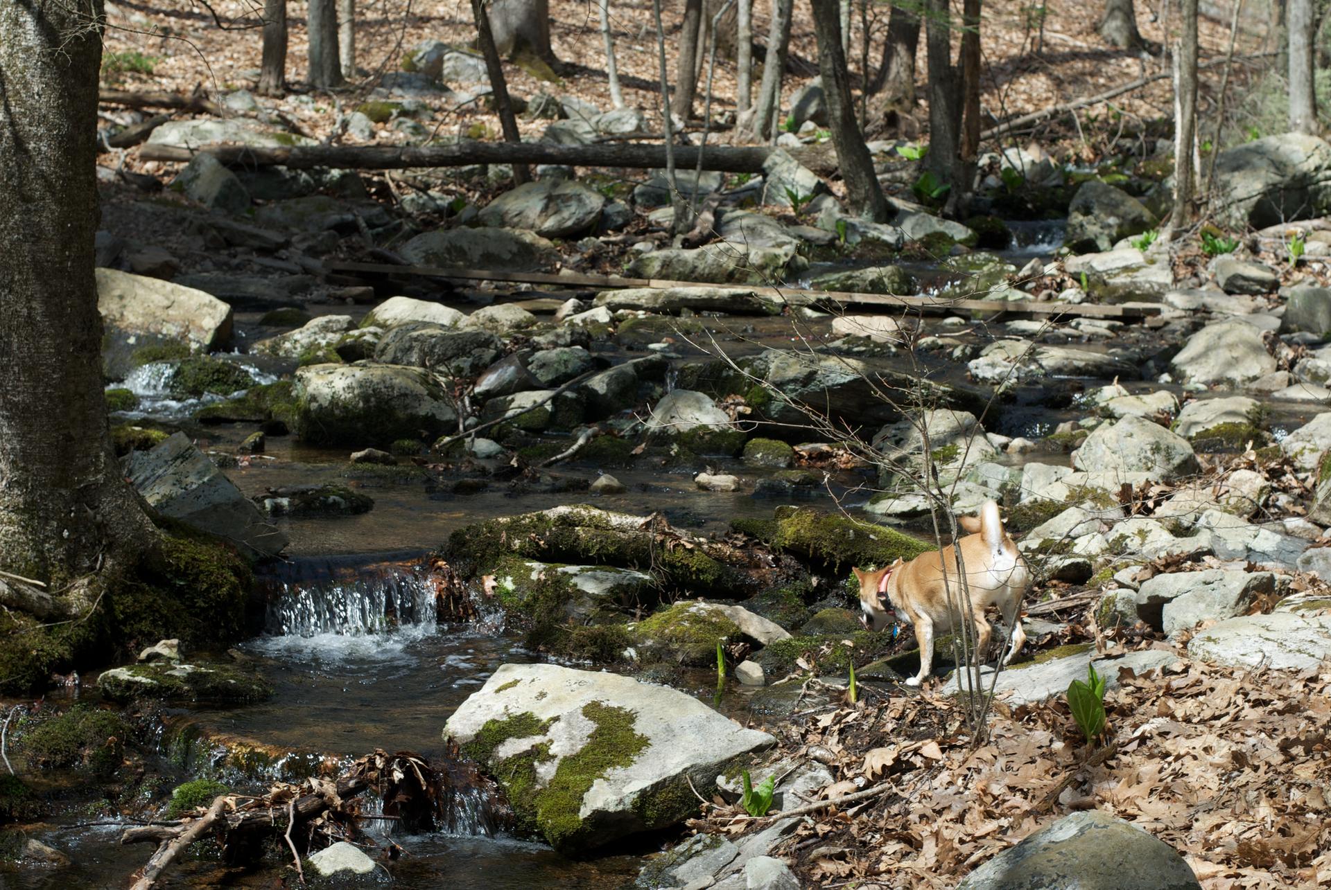A light brown dog stands by a rocky forest stream in dappled sunlight.