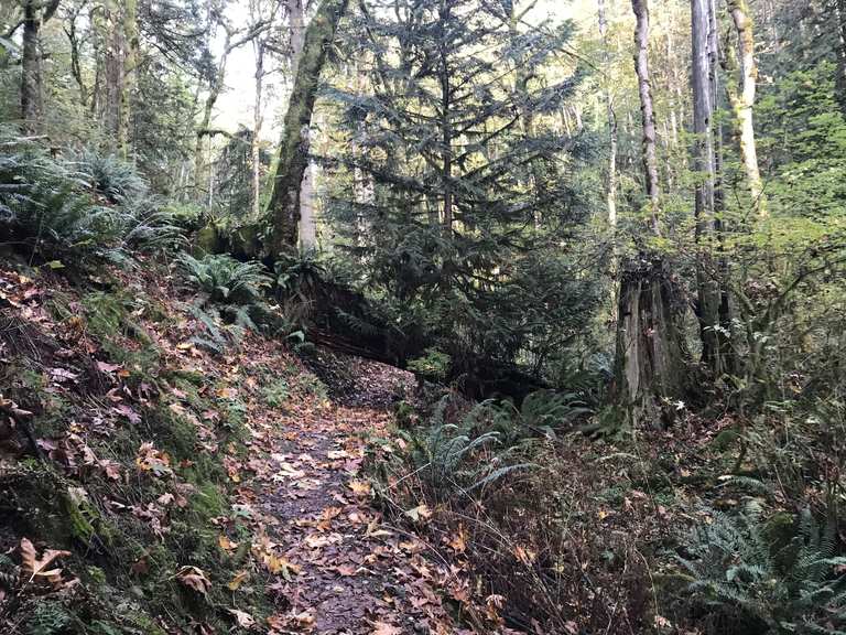 Licorice Fern Trail Routes for Walking and Hiking Komoot