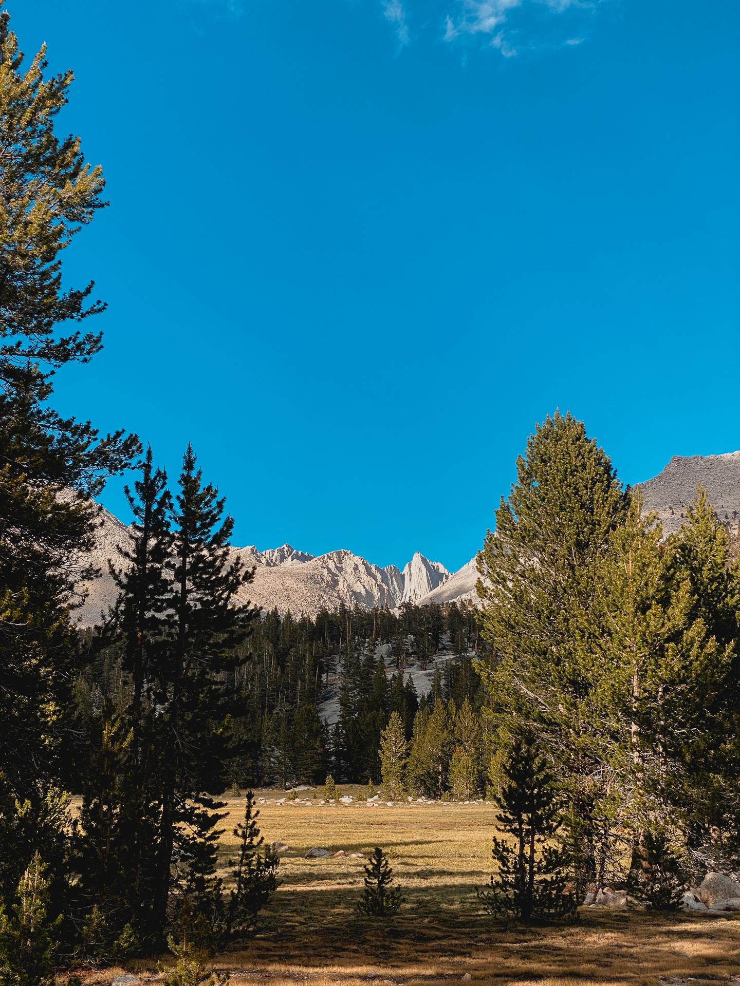 Pine trees frame a sunny meadow with rugged, distant mountain peaks.