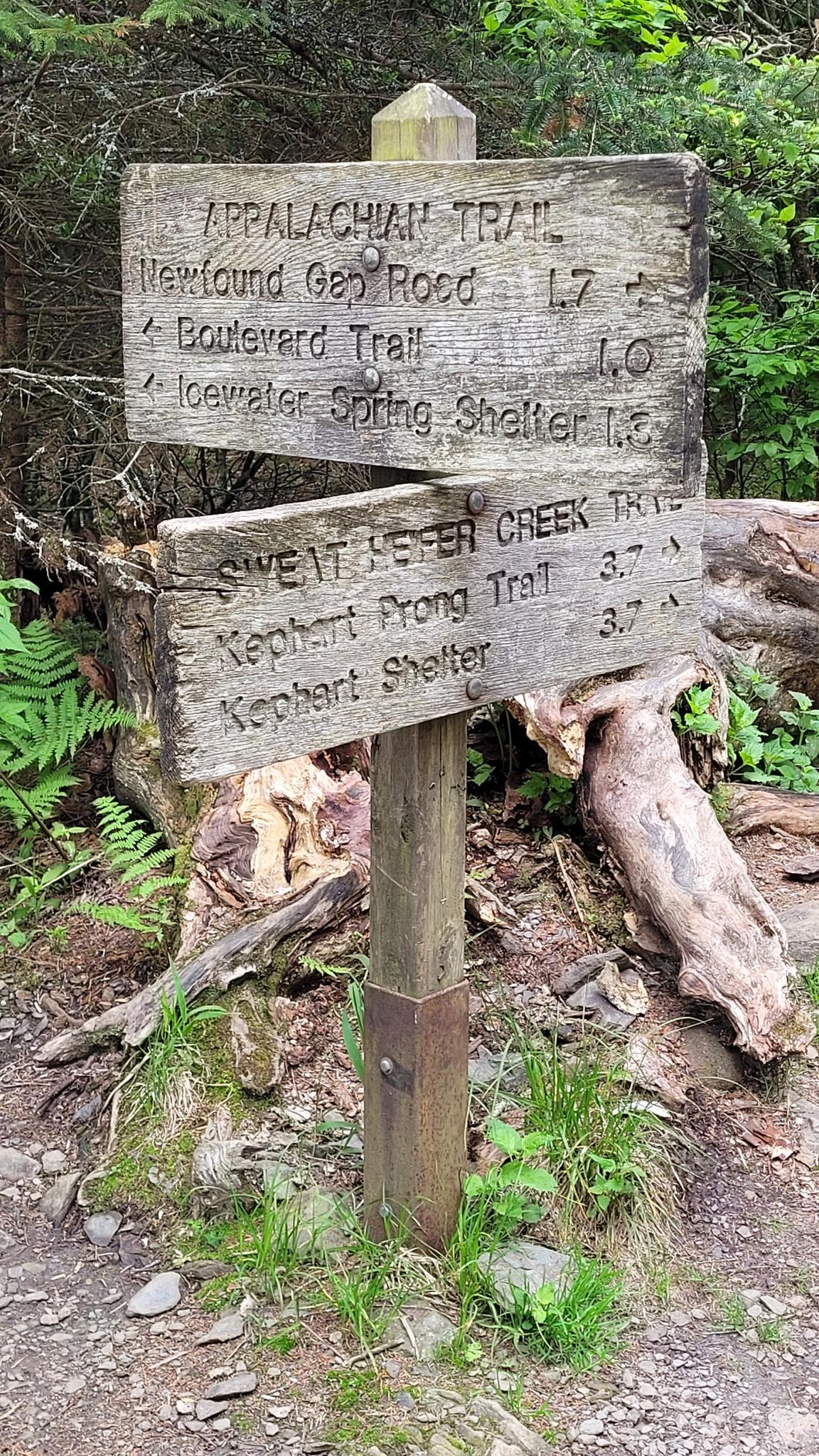 Weathered wooden trail signpost in a green forest, natural light.