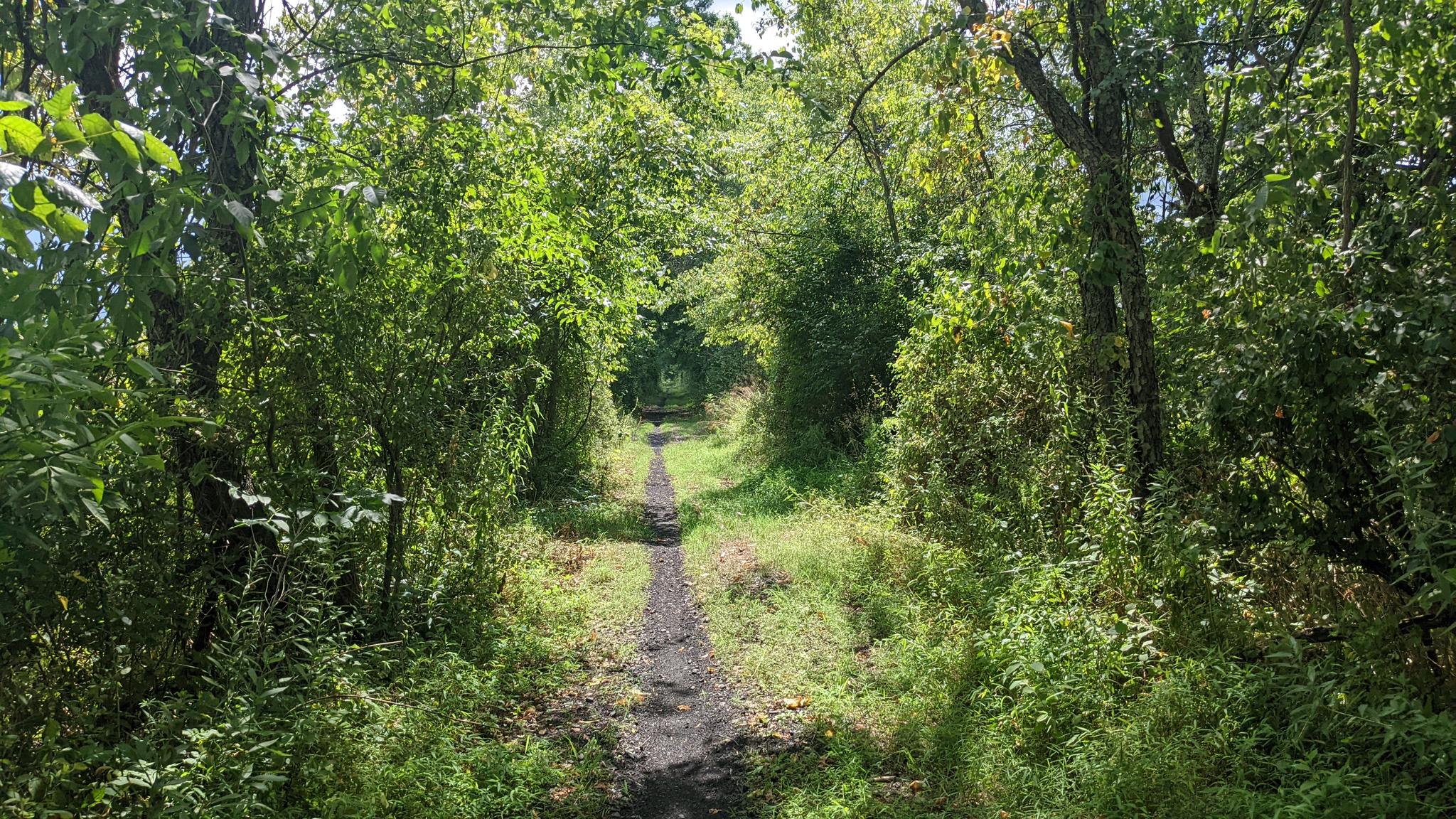 A narrow dirt path winds through dense green forest under bright sunlight.