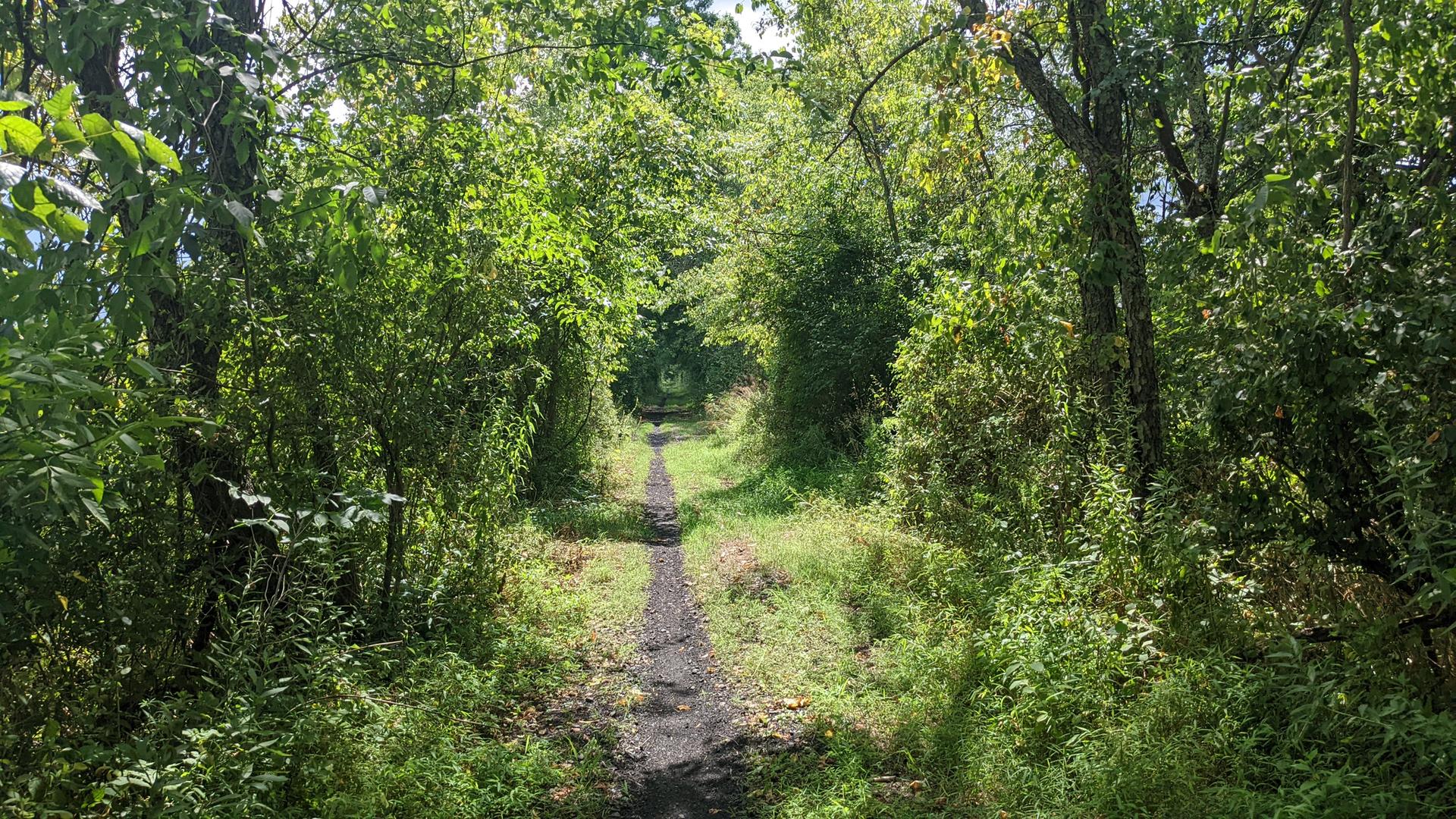 A narrow dirt path winds through dense green forest under bright sunlight.