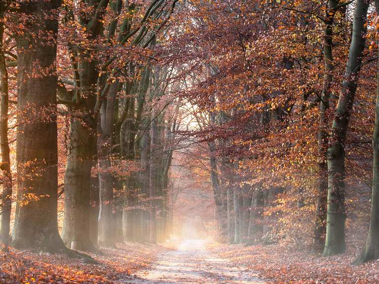 Brede laan met grote bomen Wanderungen und Rundwege komoot