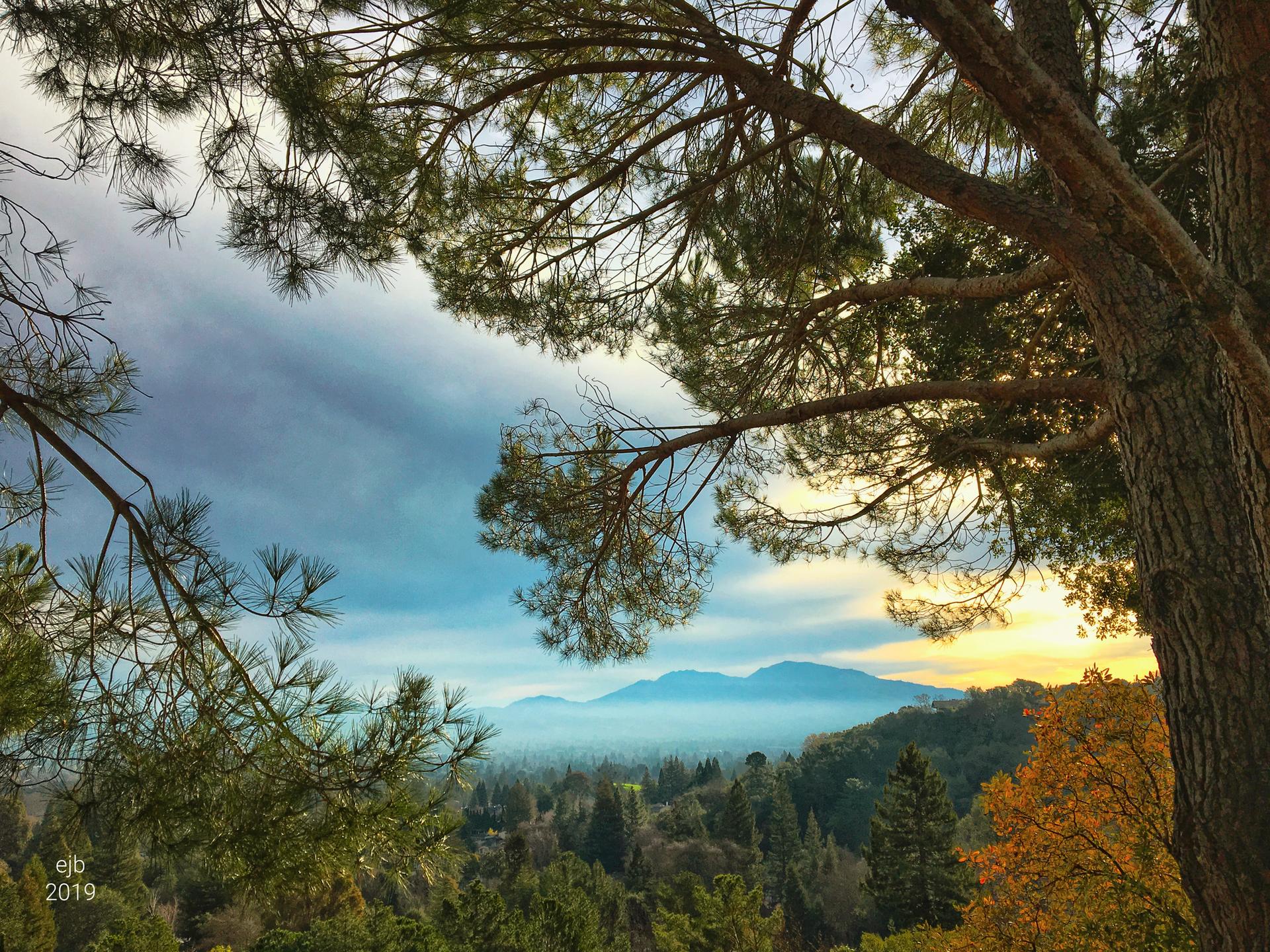 Misty valley and mountains seen through pine tree branches at sunset.