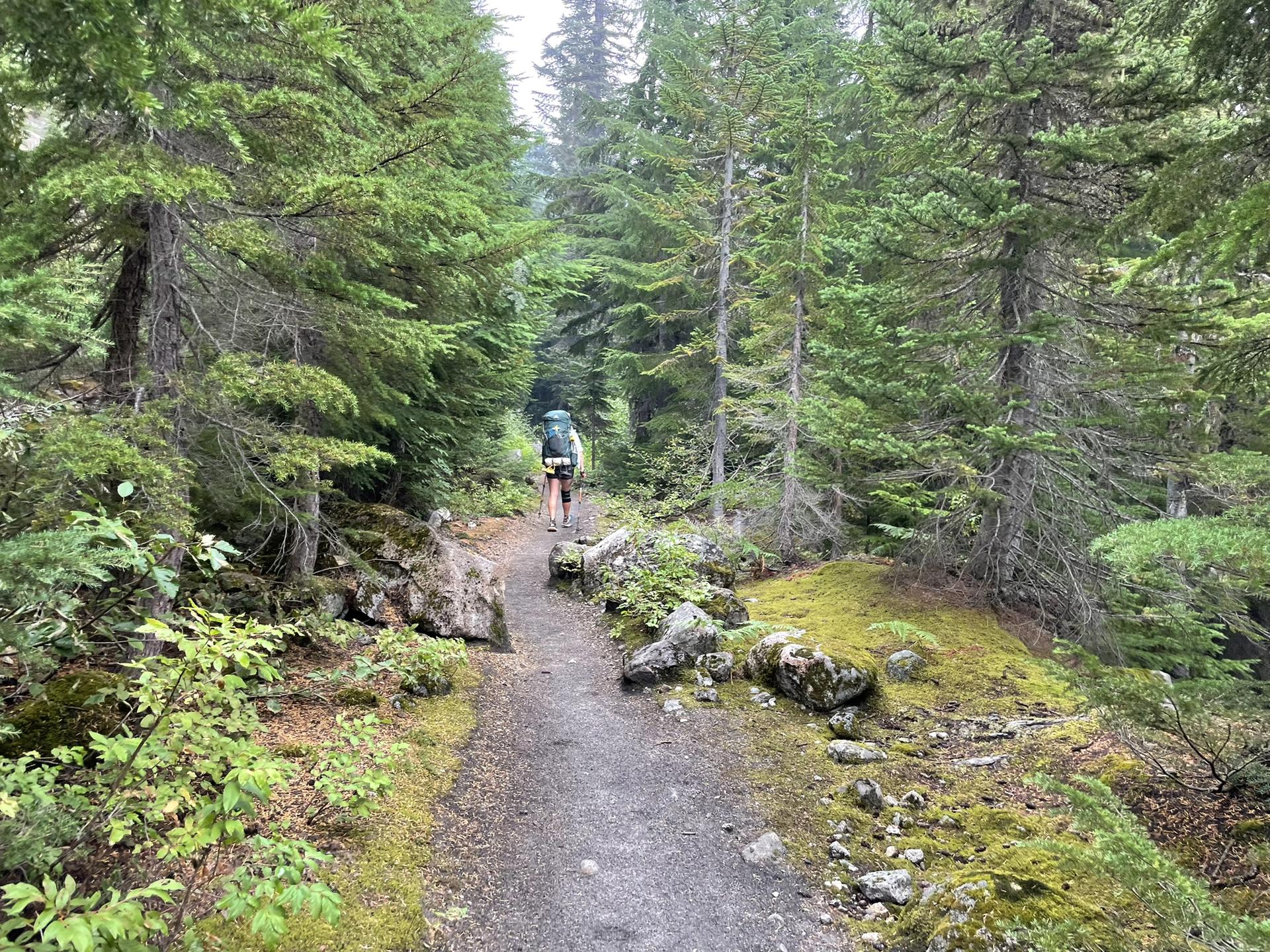 A hiker with a backpack walks along a mossy forest trail.