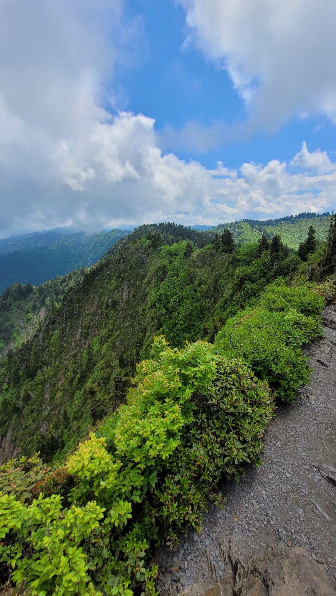Steep mountain slope covered in lush green bushes and trees under a bright sky.