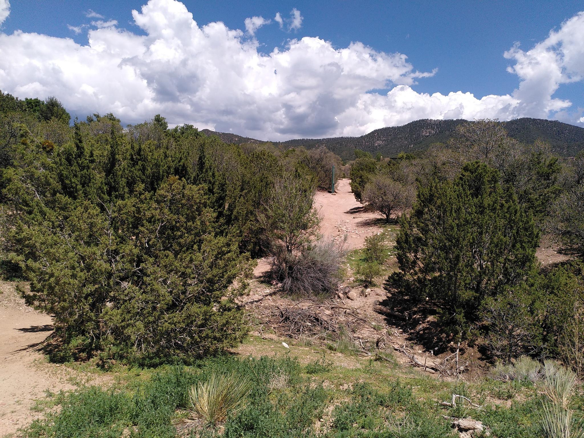 Dirt road through a forest of green trees under a partly cloudy sky.