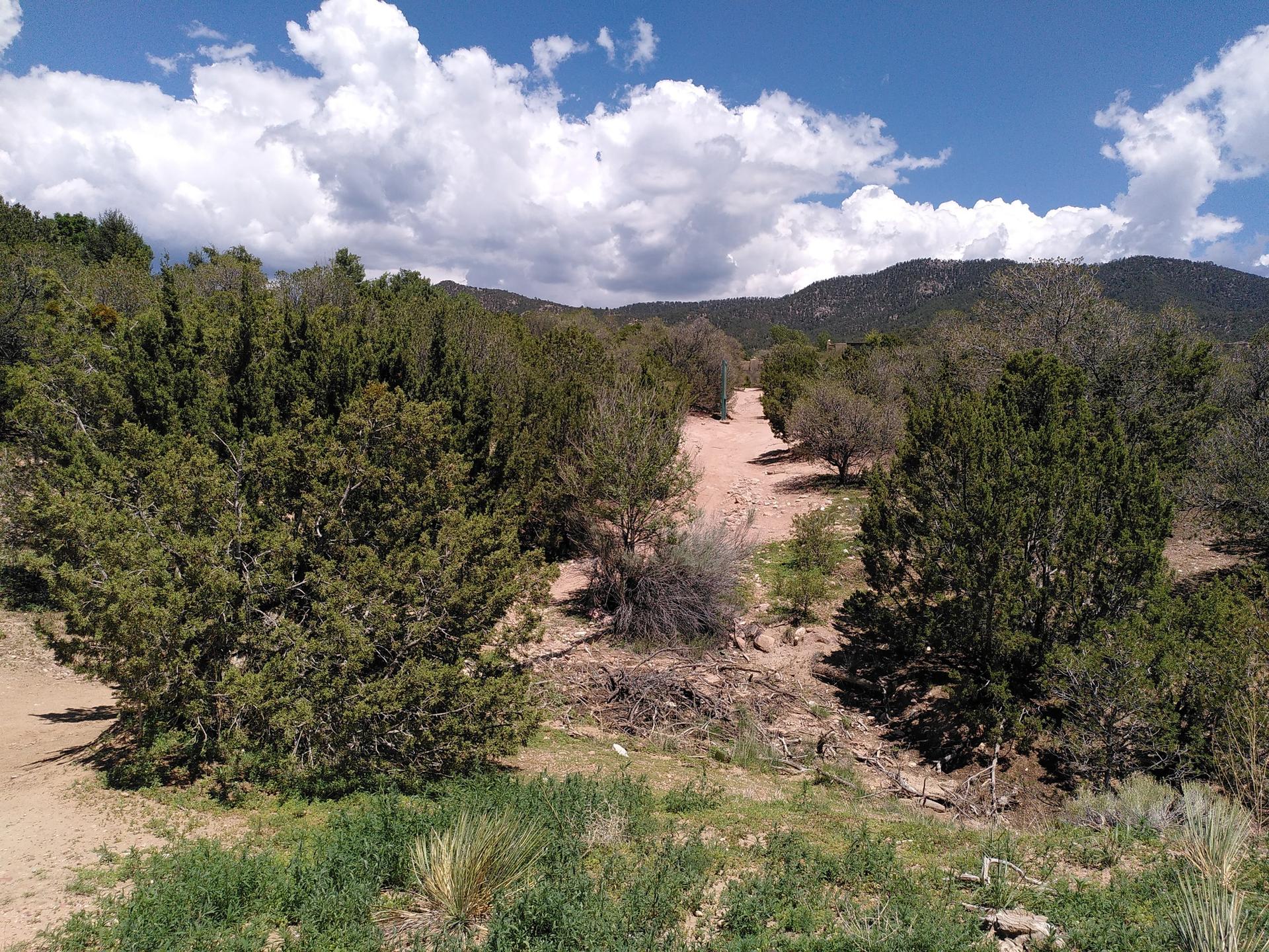 Dirt road through a forest of green trees under a partly cloudy sky.