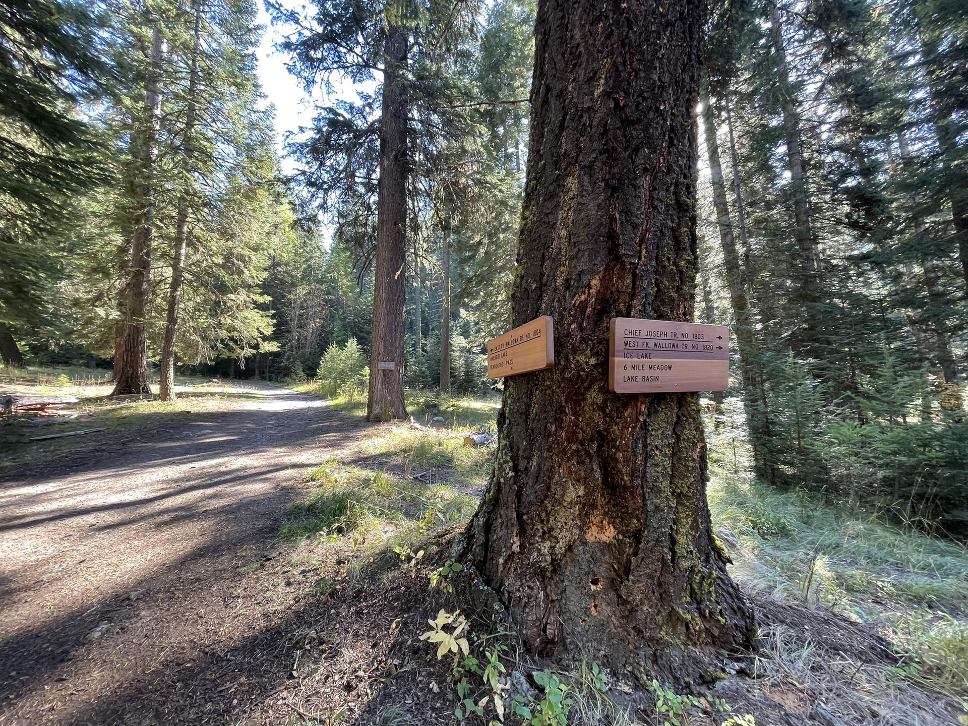 Two wooden signs nailed to a large tree trunk in a sunlit forest.