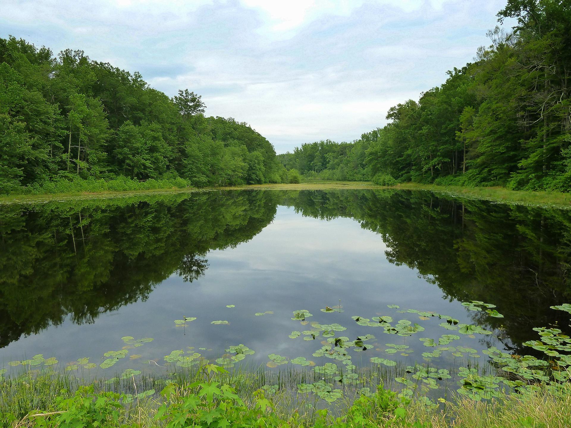Calm lake reflecting green trees under an overcast sky with lily pads.