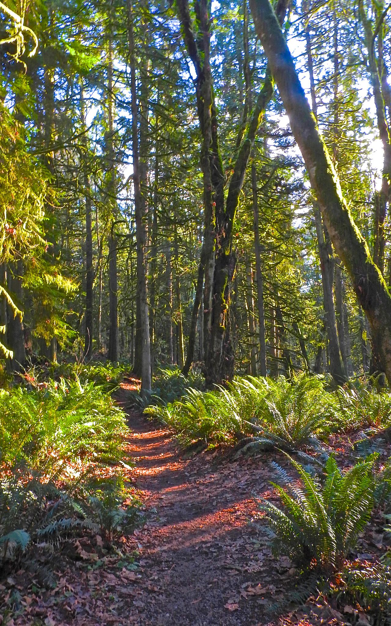 A sun-dappled forest path lined with vibrant green ferns.