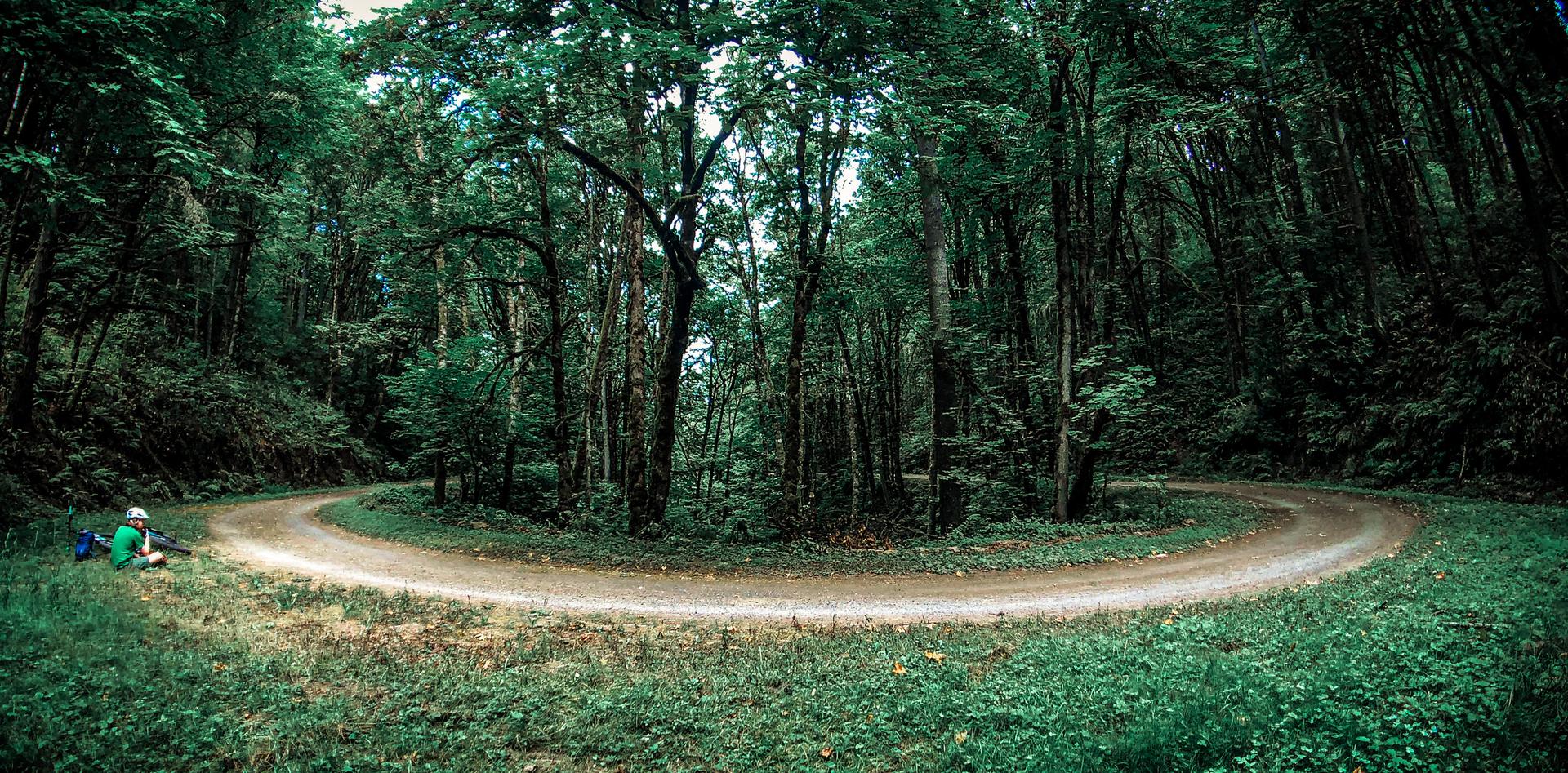 Person rests beside a winding dirt road through a dark green forest.