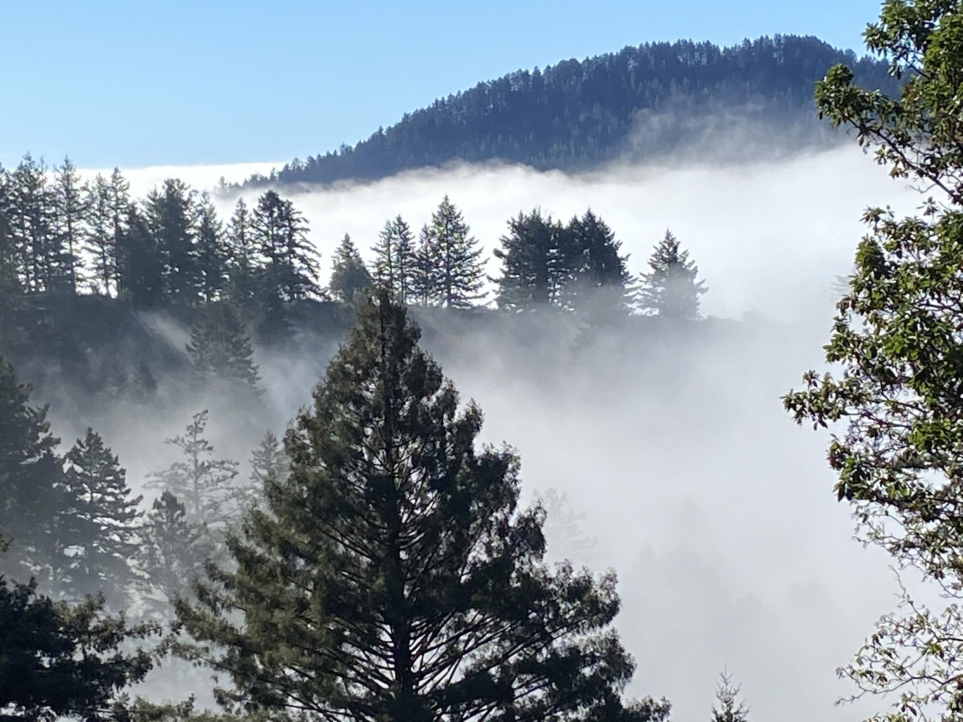 Fog rolling over a dense evergreen forest on a mountain, bright sky.