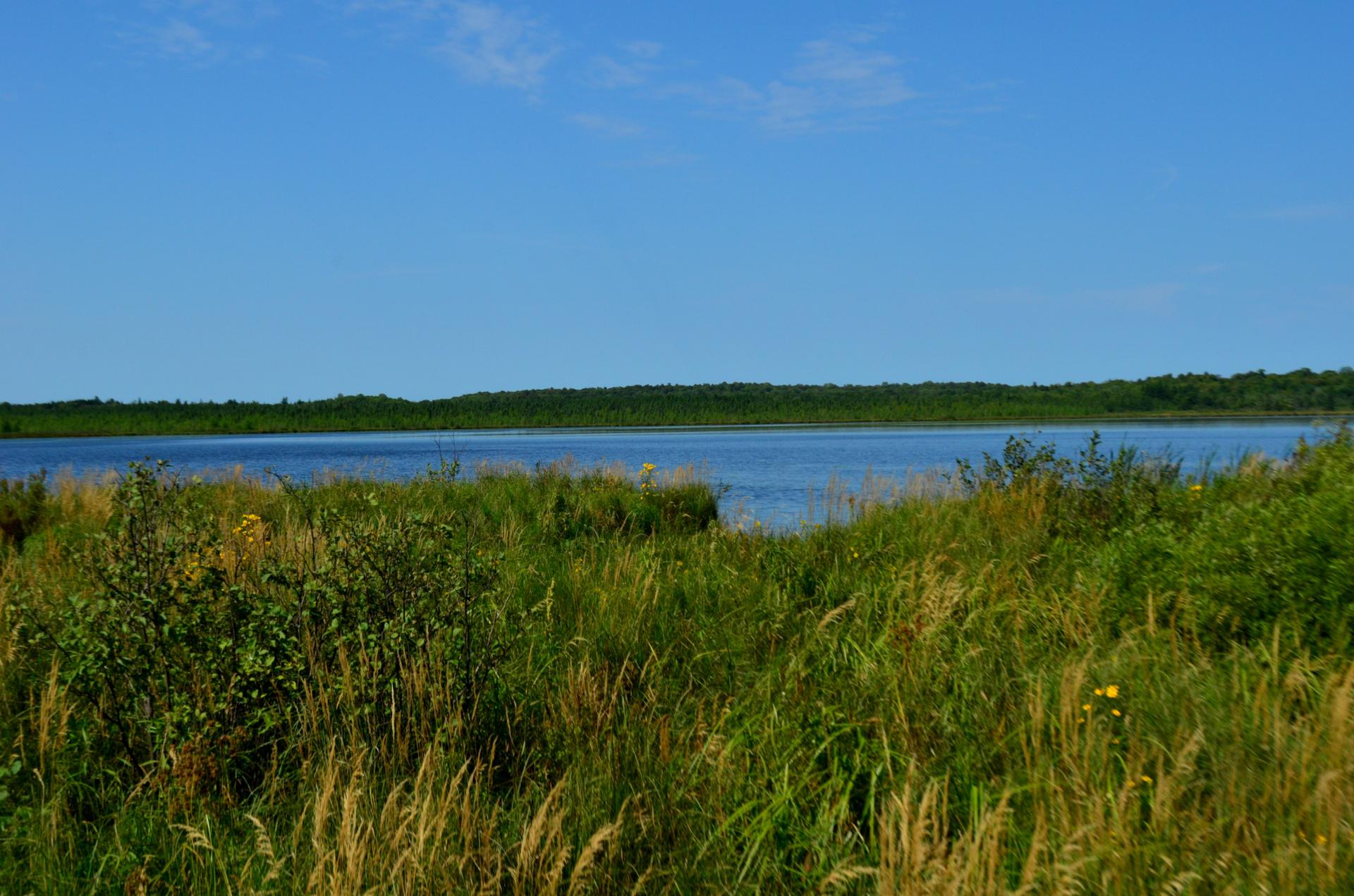 Bright sunny day over a calm lake, with green and golden tall grass.