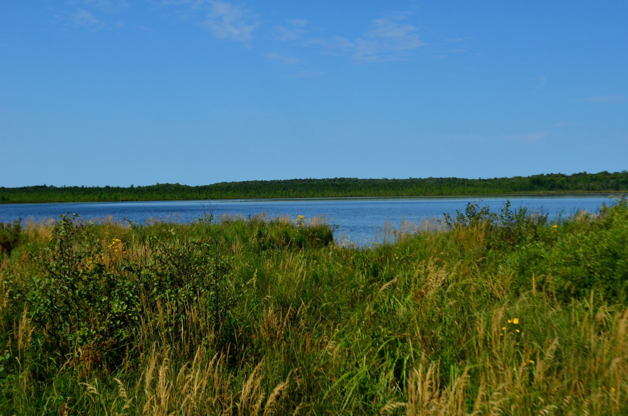Bright sunny day over a calm lake, with green and golden tall grass. - Blue Loop – Rice Lake loop from John Muir Trails