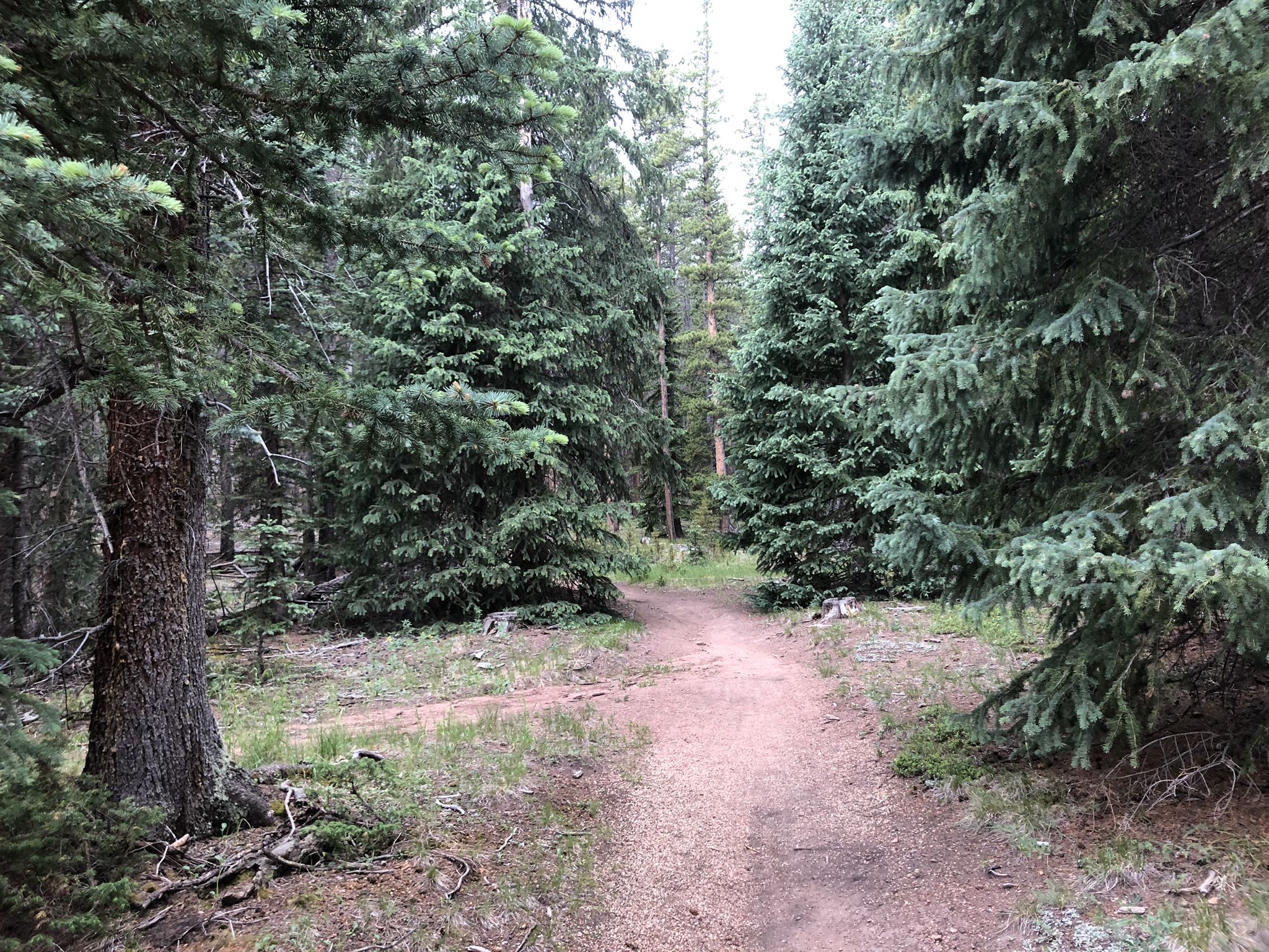 A winding dirt path through a dense, shaded evergreen forest. - Staunton State Park loop