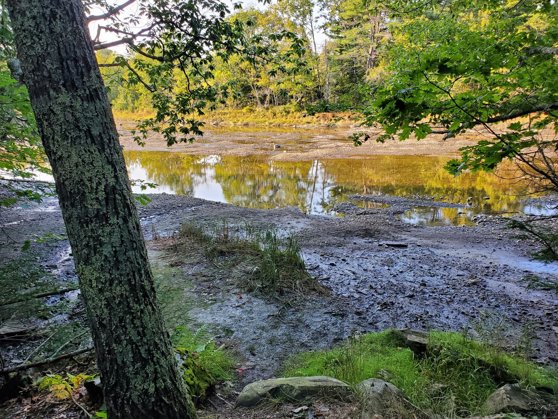 Muddy water body reflecting trees, with a large tree trunk in foreground.