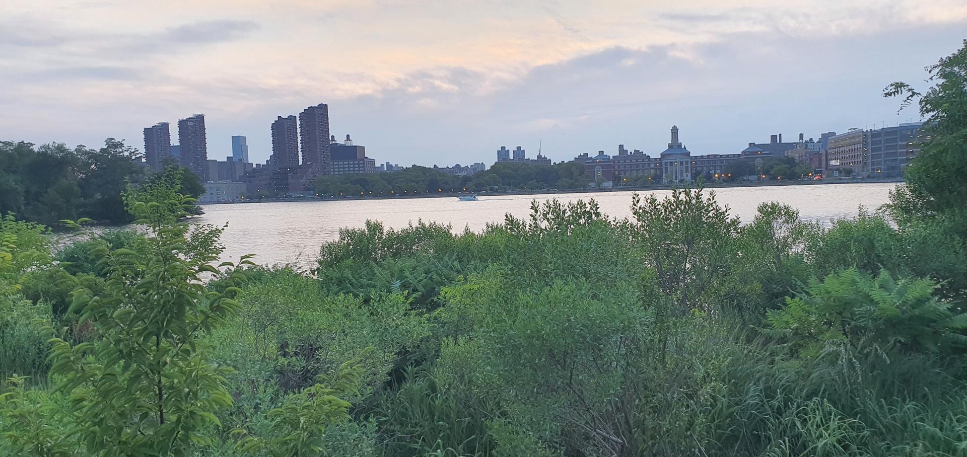 River with green foliage in foreground, city buildings under a cloudy sky.