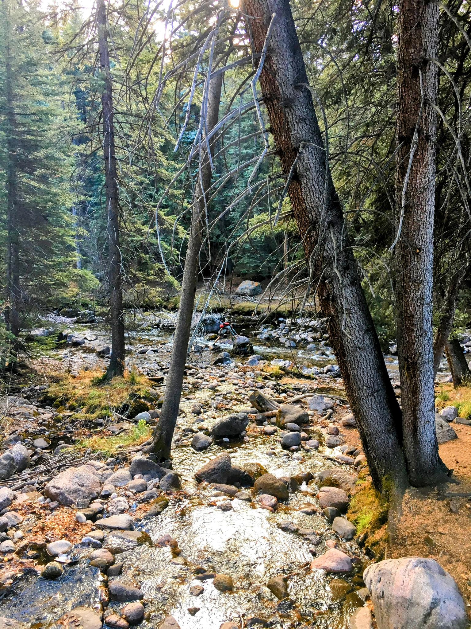 Sunlit forest stream with tall trees and dappled light on a rocky bed.