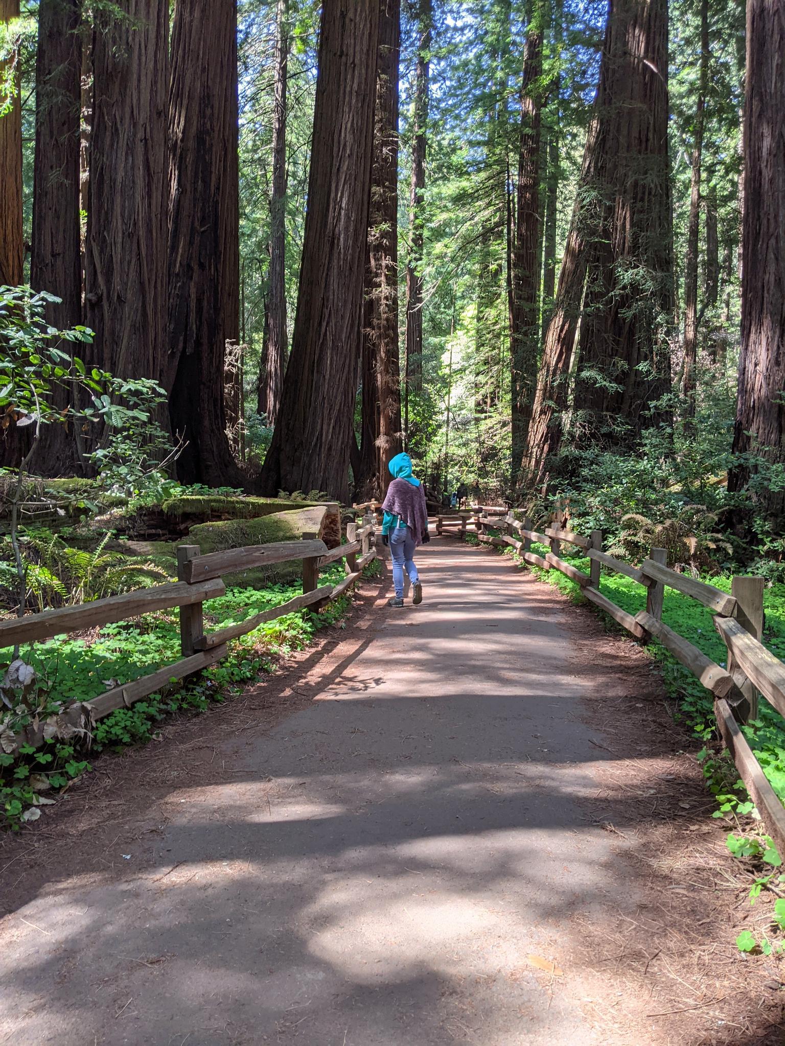 Person walks on a shaded path through a forest of towering trees.