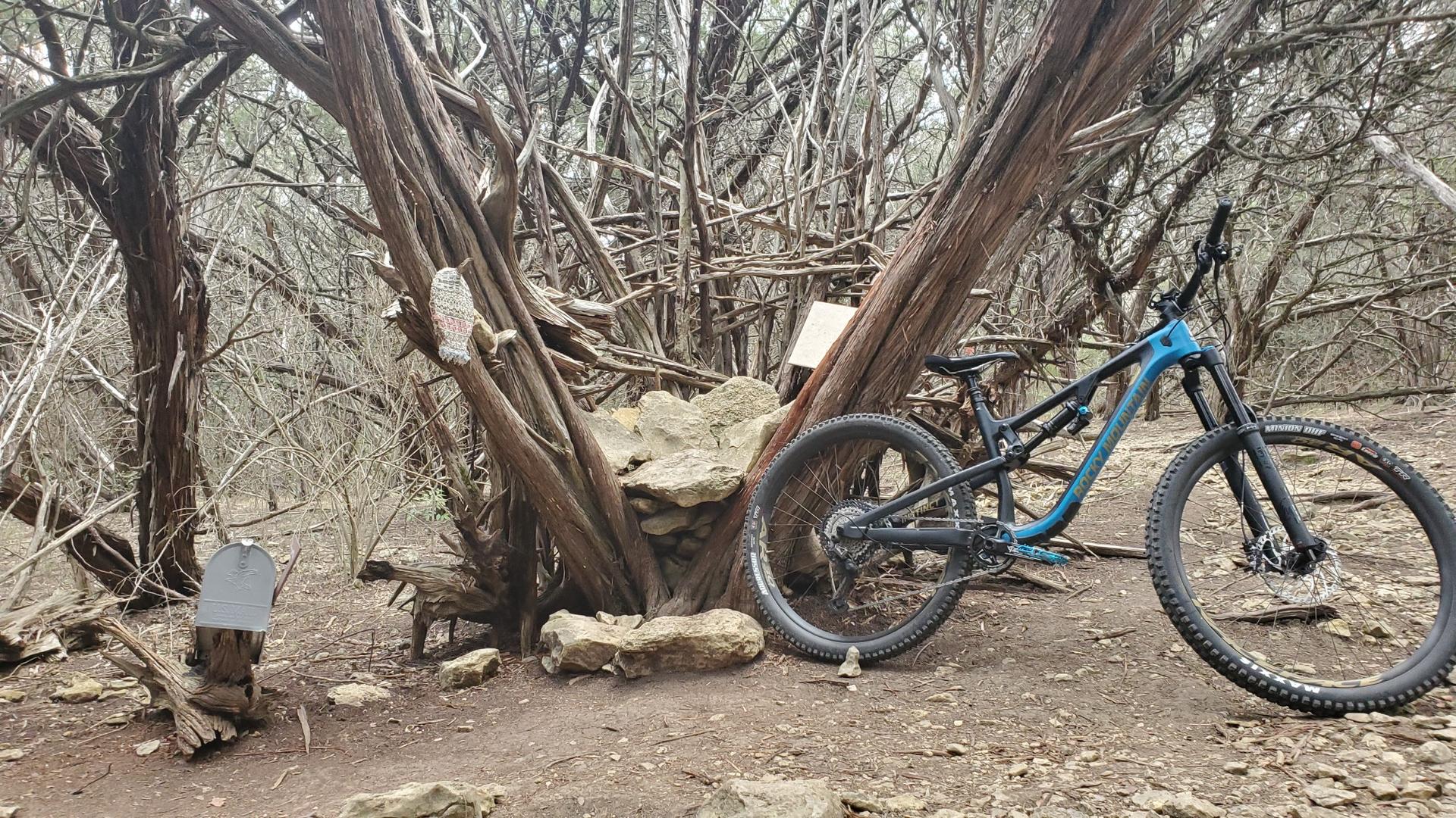A blue mountain bike rests against gnarled trees in a dry, wooded area.