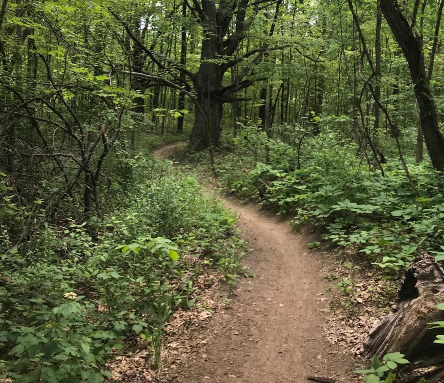 A narrow dirt trail curves through a dense, verdant forest under soft light.