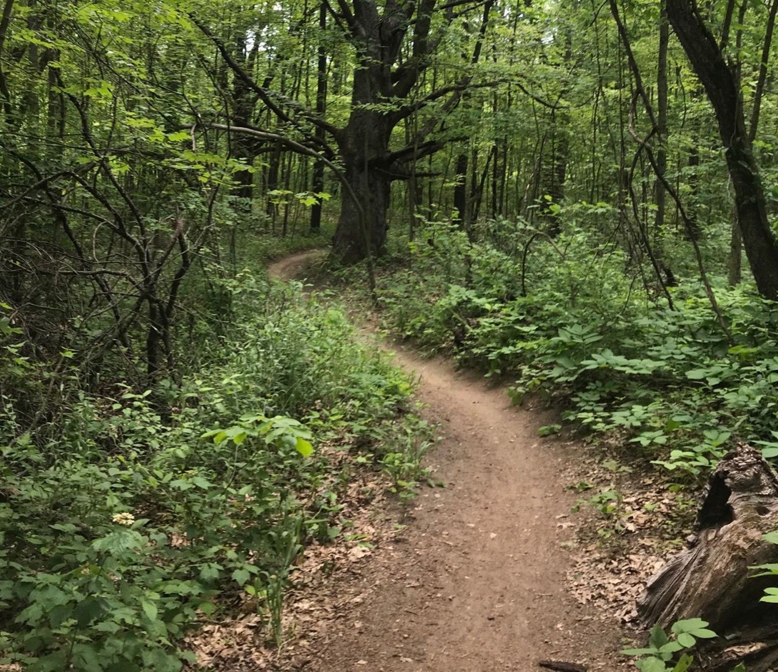 A narrow dirt trail curves through a dense, verdant forest under soft light. - Egypt Valley Trail Loop