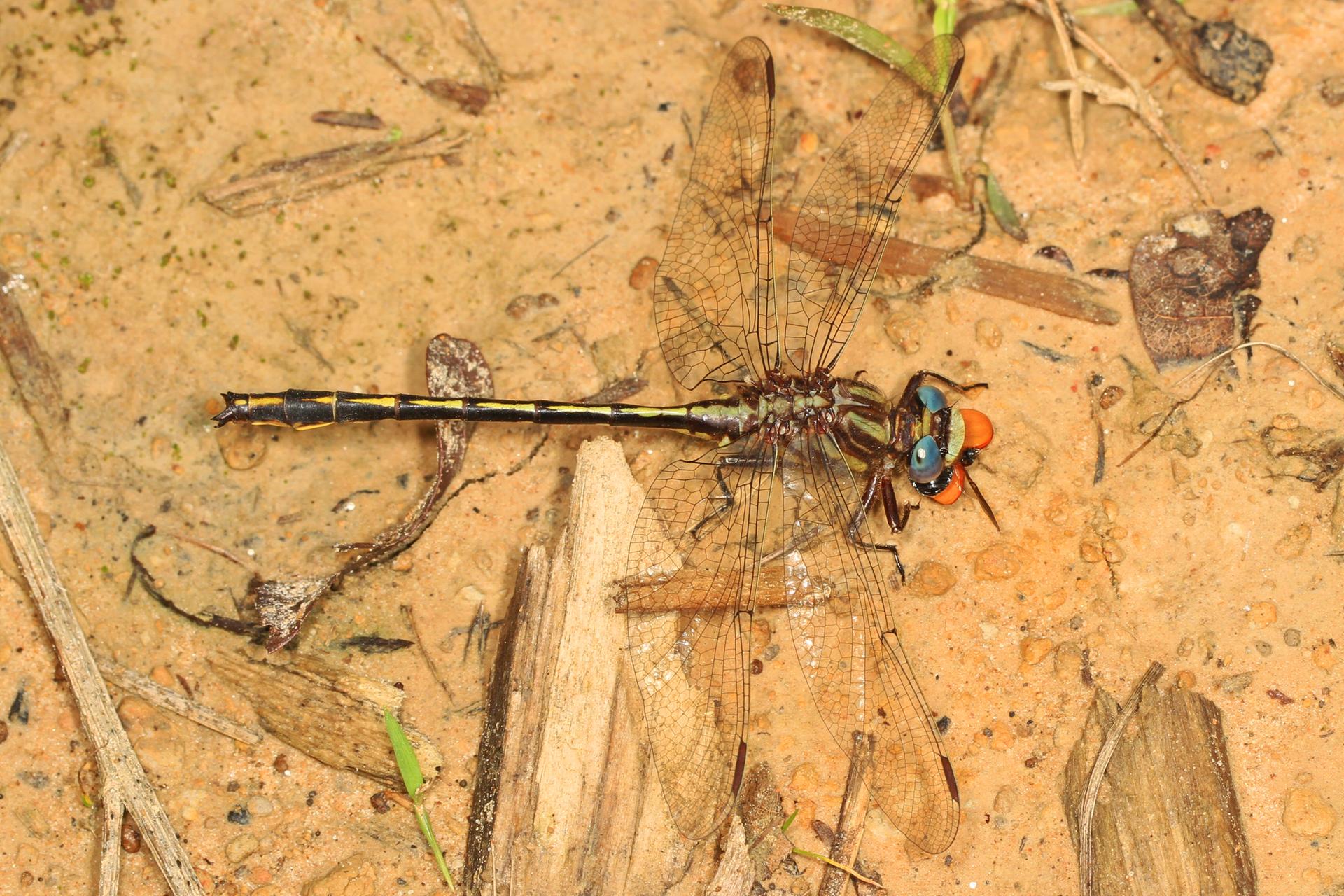 A colorful dragonfly with orange eyes rests on muddy ground.