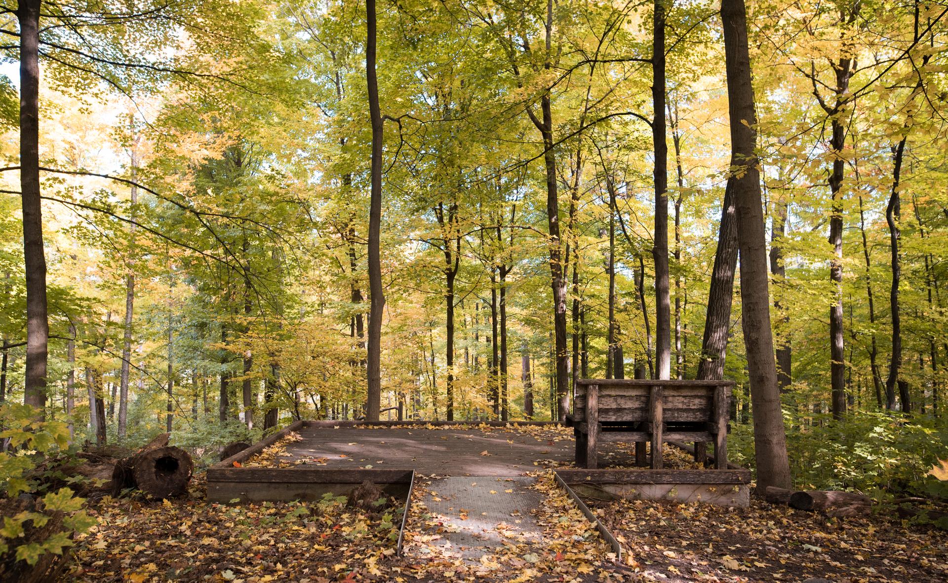 Forest clearing with a wooden bench, surrounded by trees with yellow autumn leaves.