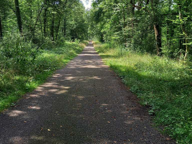 Belle Piste Cyclable à Travers La Forêt Domaniale De La Hardt - Cycle 