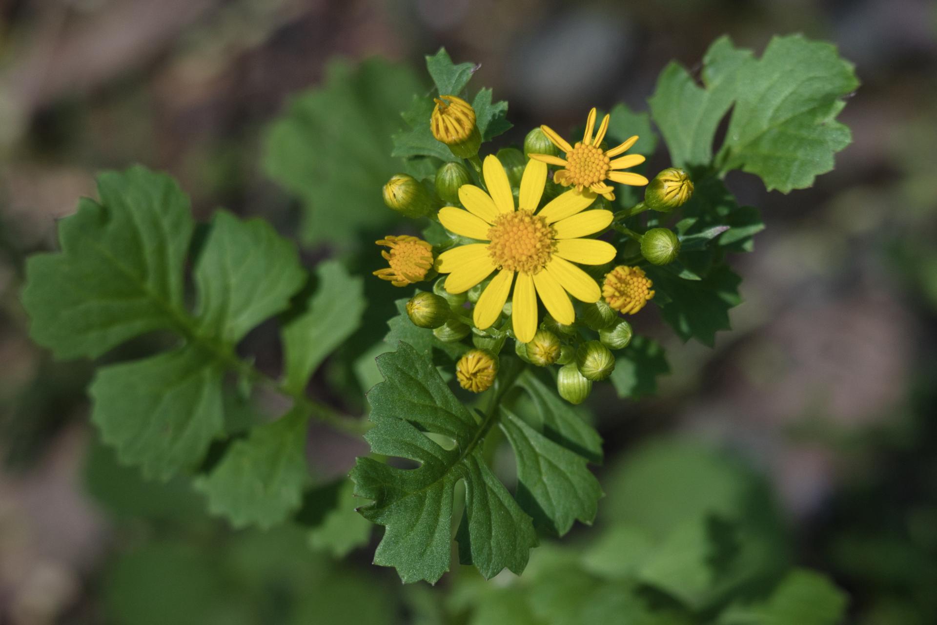 Close-up of bright yellow wildflowers with green leaves.