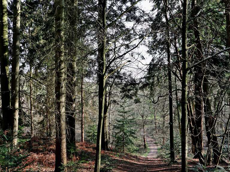 Comer Wood - Routes and Map | Komoot