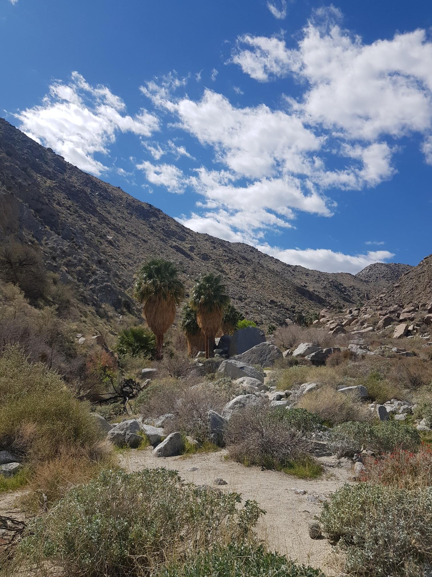 Desert canyon with palm trees and rocky slopes under a blue sky.