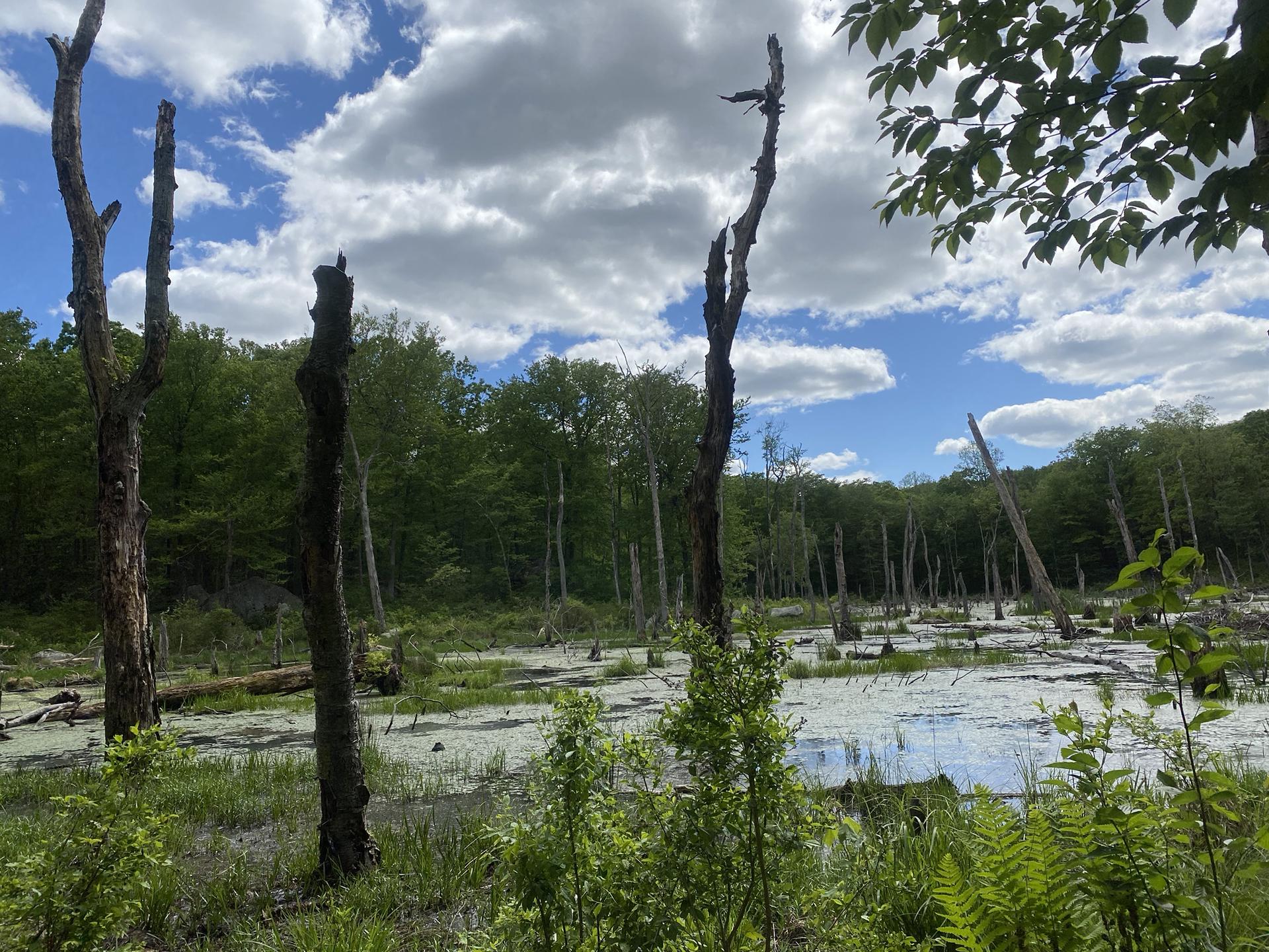 Wetland with dead tree trunks, green plants, and a cloudy blue sky.