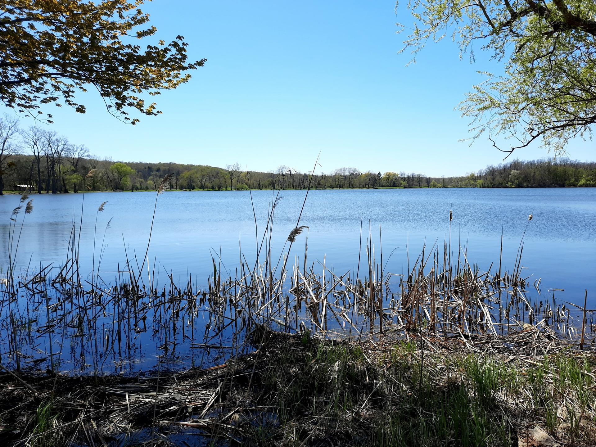 Wide blue lake with reeds, forested hills, under a bright sunny sky.
