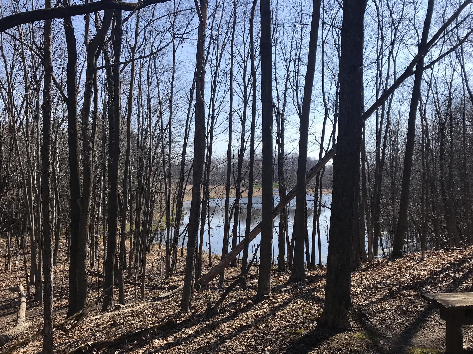 Bare trees frame a calm lake, sunlit forest floor in the foreground.