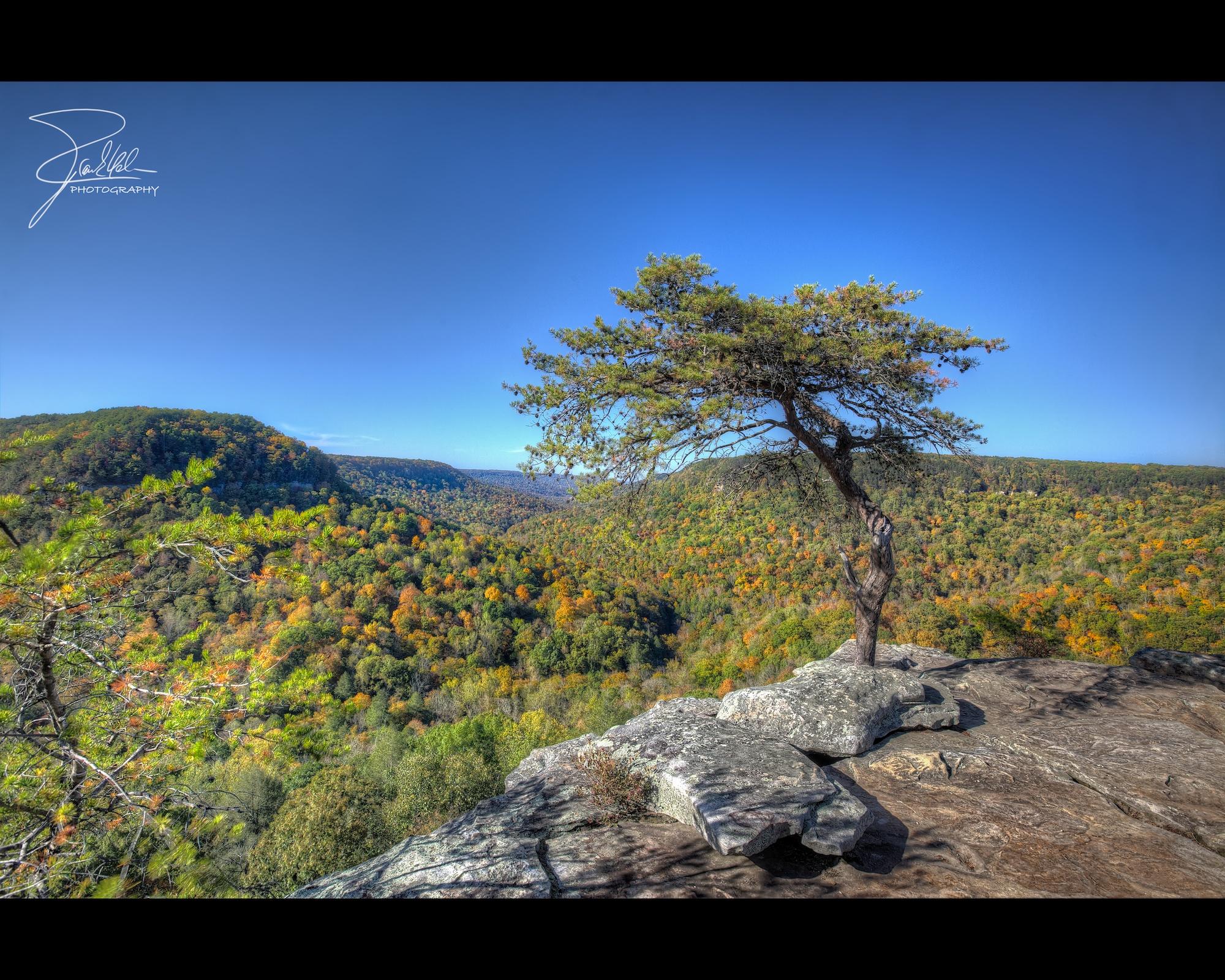 Lone tree on rocky cliff overlooking a vast, colorful autumn forest under blue sky.